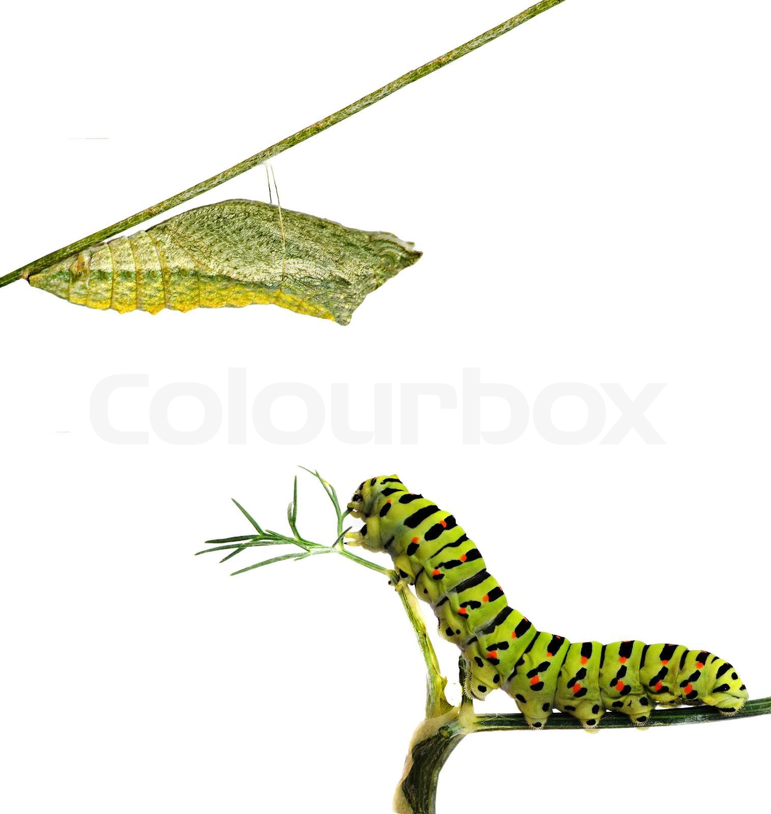 Nahaufnahme von Raupe und ihre Puppen | Stock Bild | Colourbox