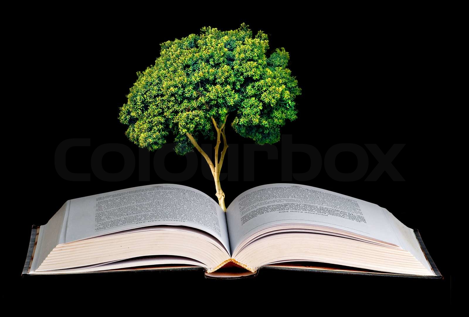 tree
growing from open book