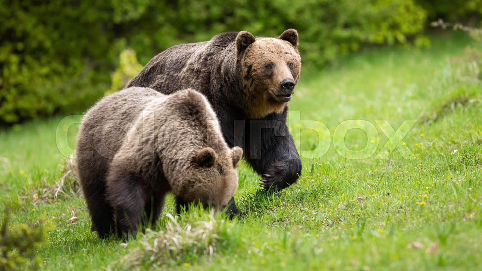 Two Brown Bears Moving On Grassland In Pairing Season Stock Image