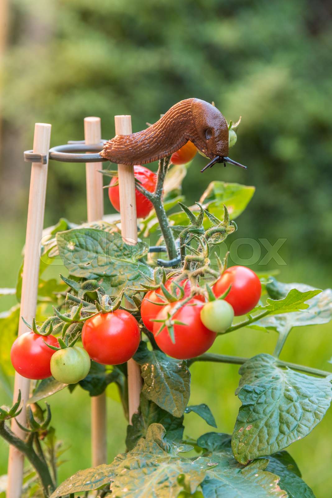 Nacktschnecke frisst kleine Tomaten Stock Bild Colourbox