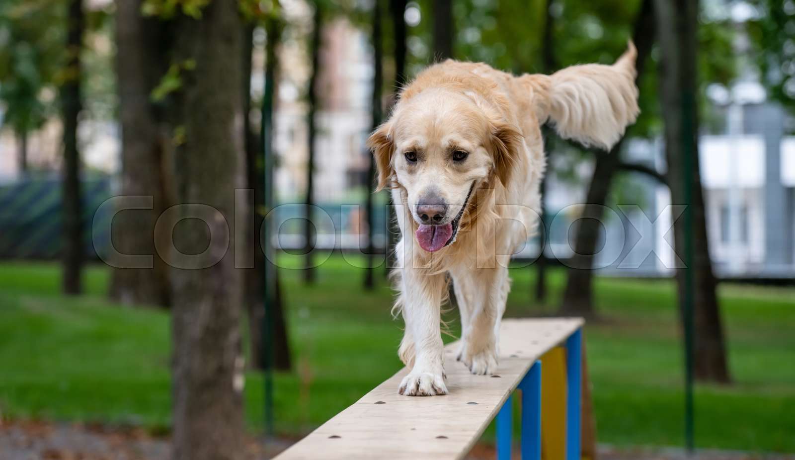 Retriever Training Forum