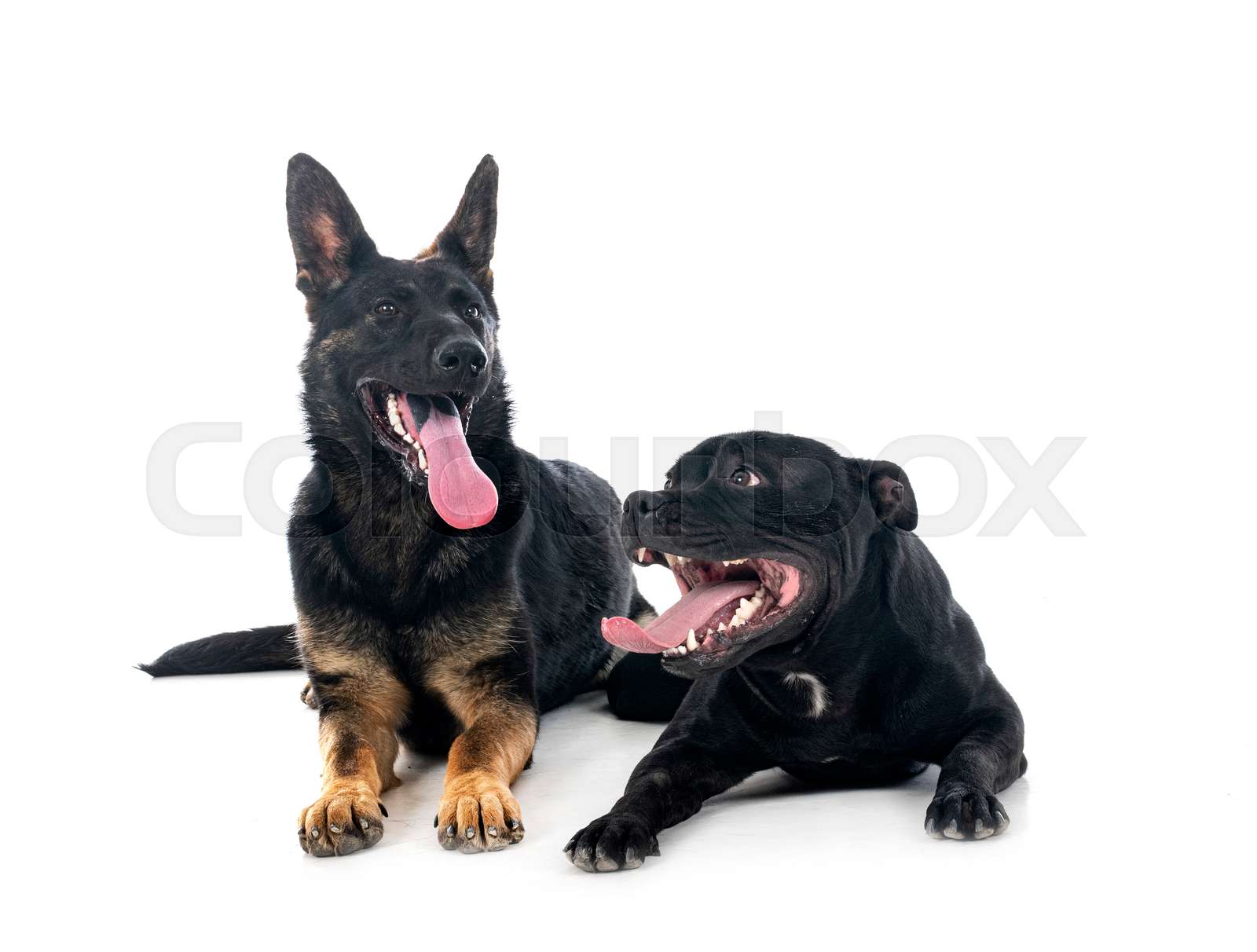 staffordshire bull terrier and german shepherd Stock image Colourbox