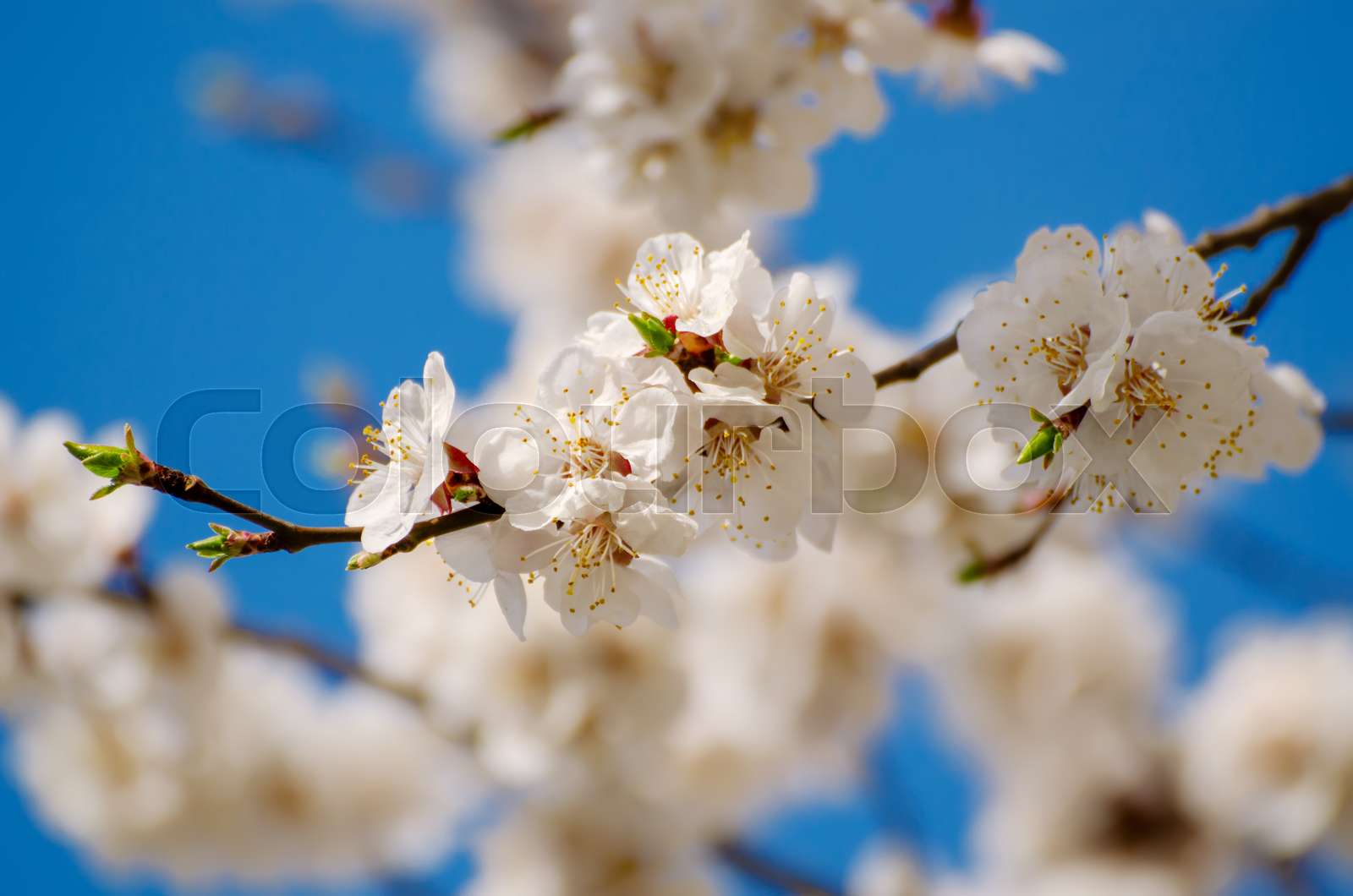 frühling, farbe, kirsche | Stock Bild | Colourbox