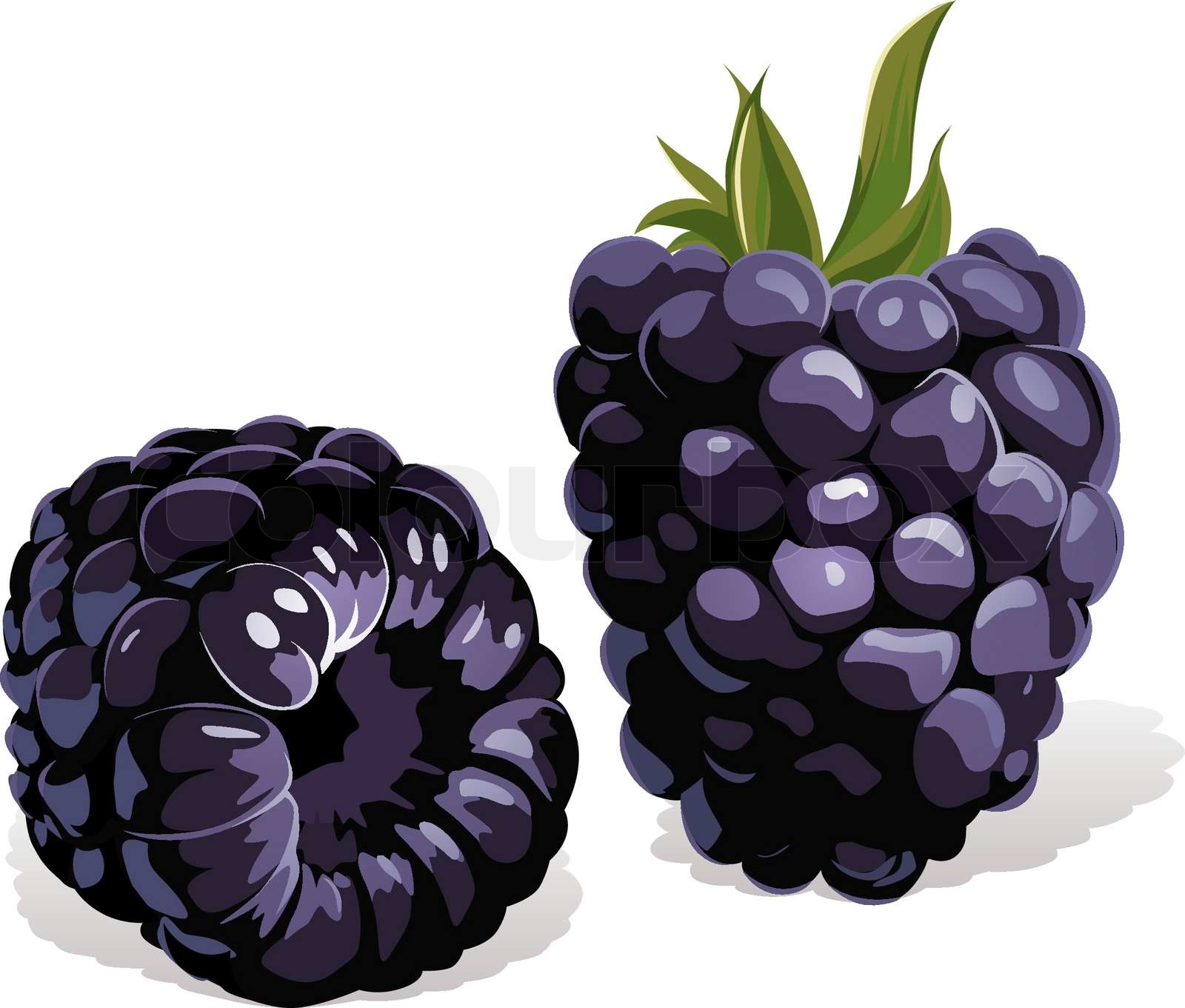 Blackberry Stock Vektor Colourbox