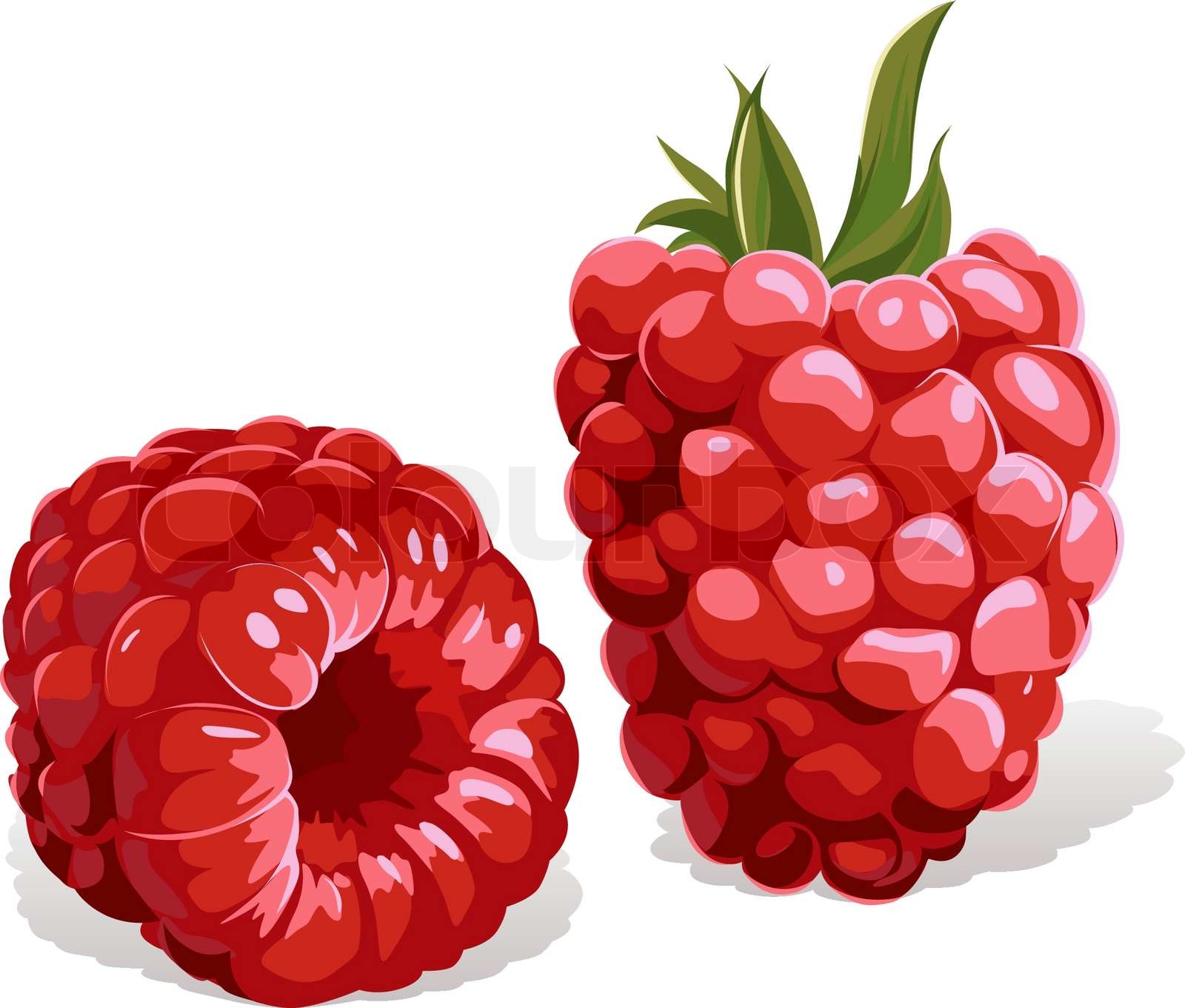 raspberry isolated Stock vector Colourbox