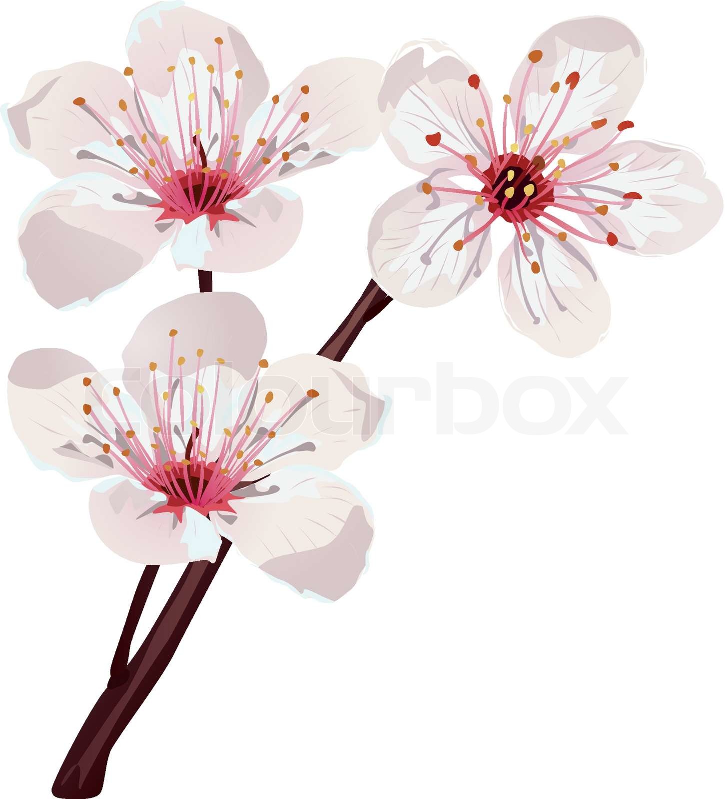 cherry blossom on white background | Stock vector | Colourbox