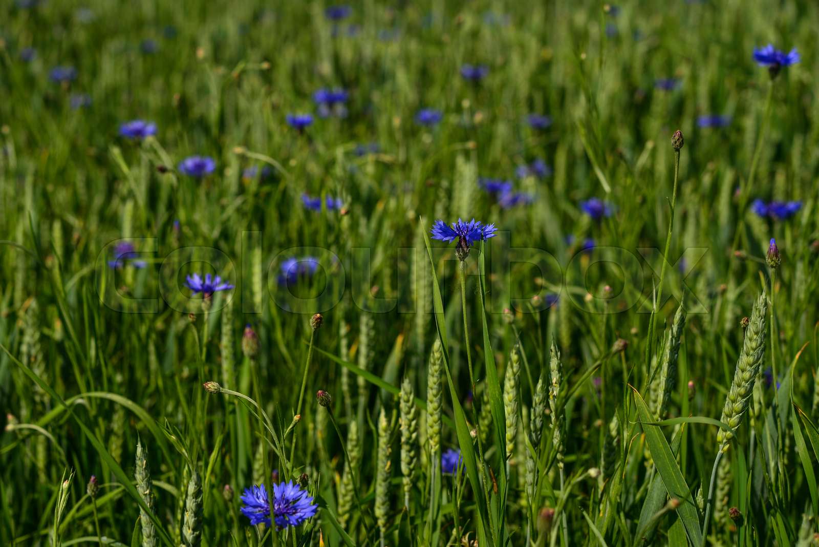 Blue flower cornflower Stock image Colourbox