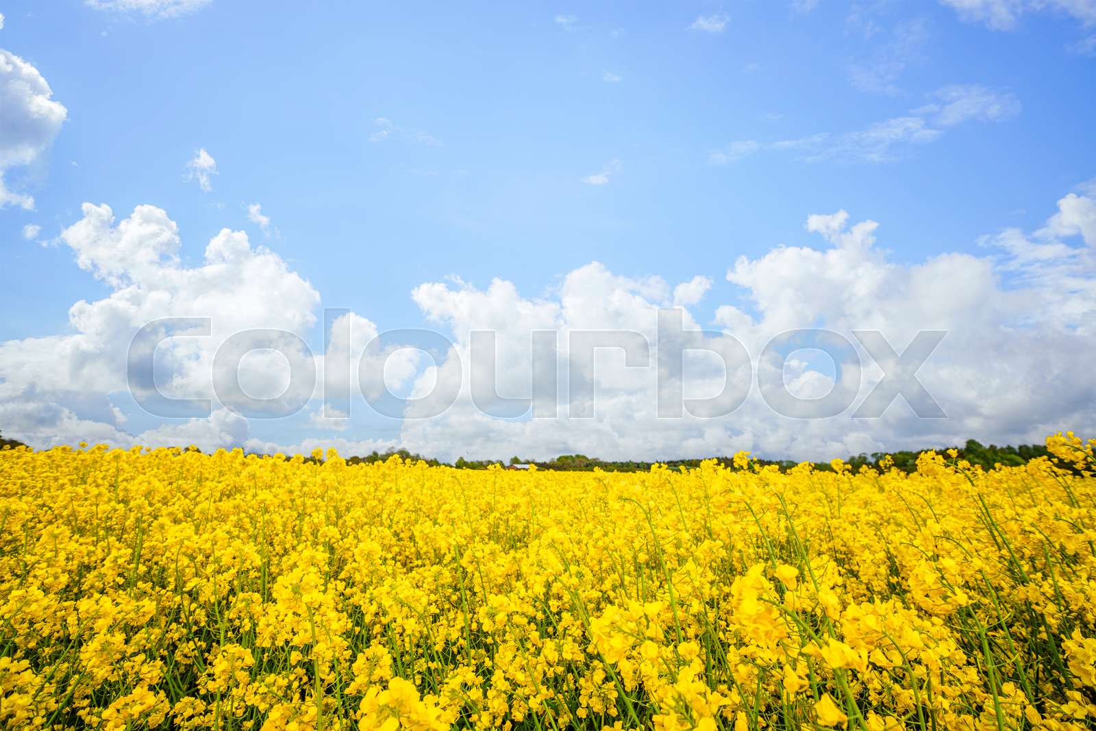 sommer, blume, auf | Stock Bild | Colourbox