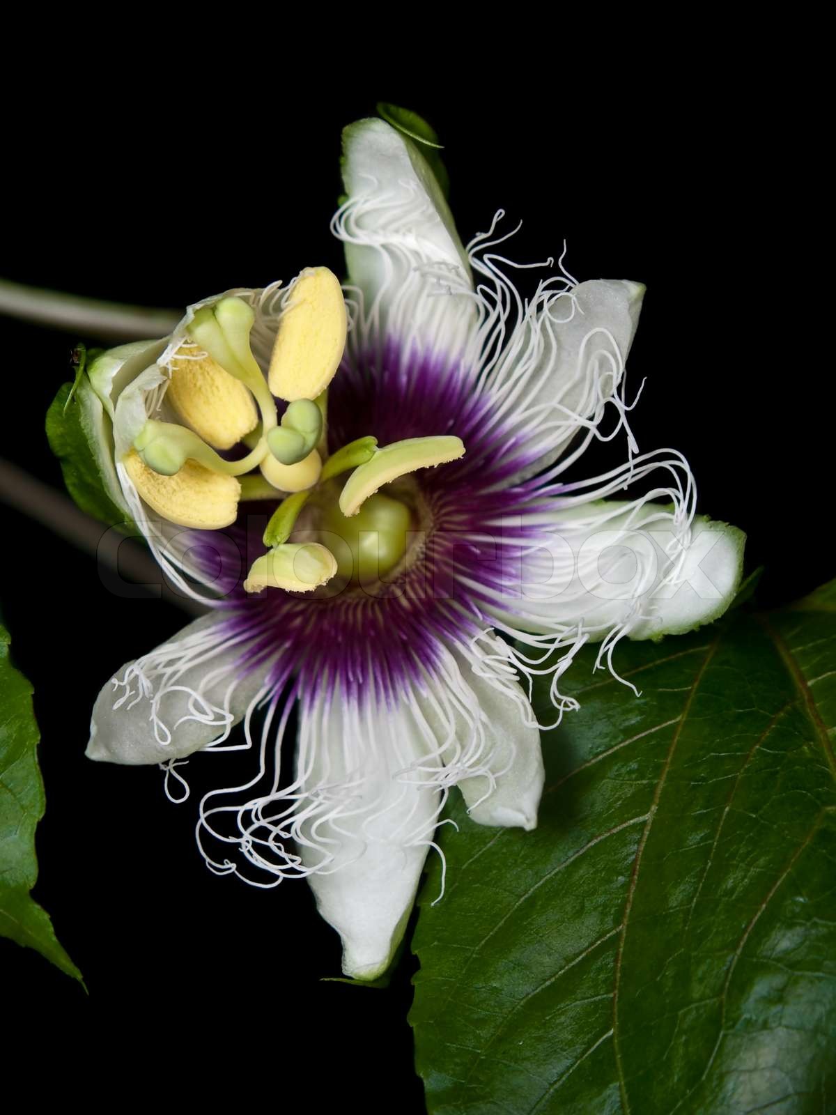 Produktbild von Passionsblume, Passiflora Edulis Samen Kaufen / | Saatgut Aus Der Ganzen Welt