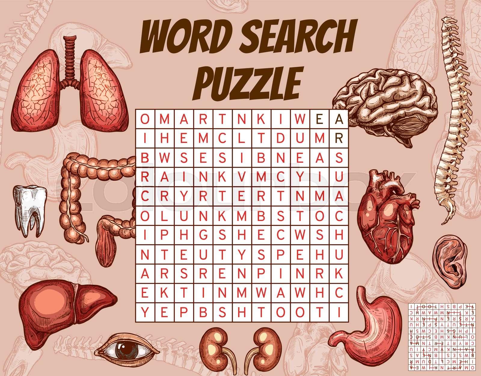 Human Organs Body Parts Word Search Puzzle Game Stock Vector 