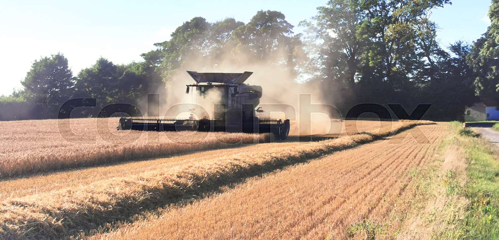 harvest, reap, reaping | Stock image | Colourbox