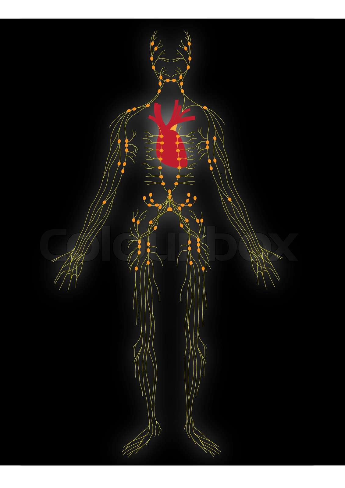 Vektor Nervensystems der Person | Stock-Vektor | Colourbox