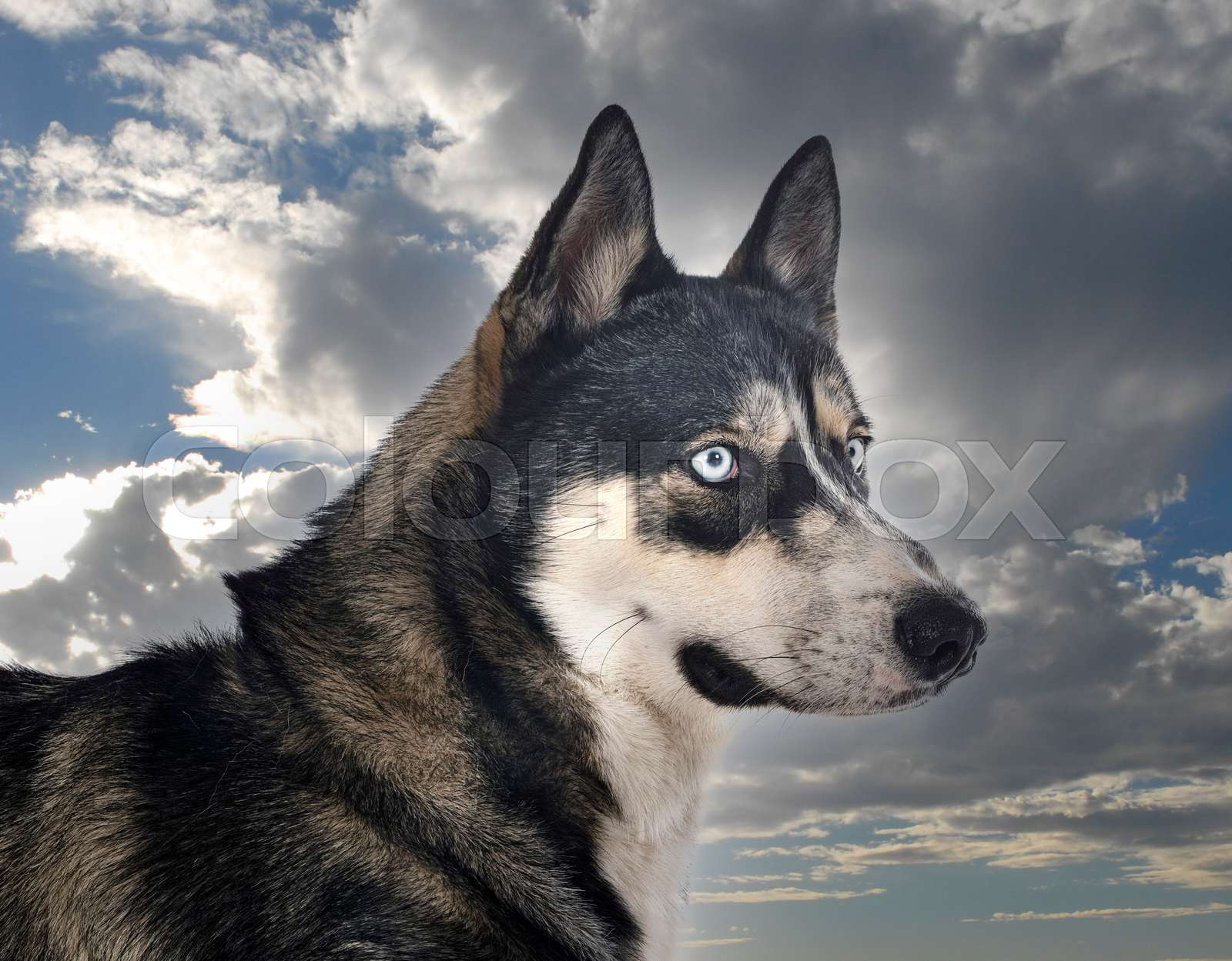 siberian husky in studio | Stock image | Colourbox