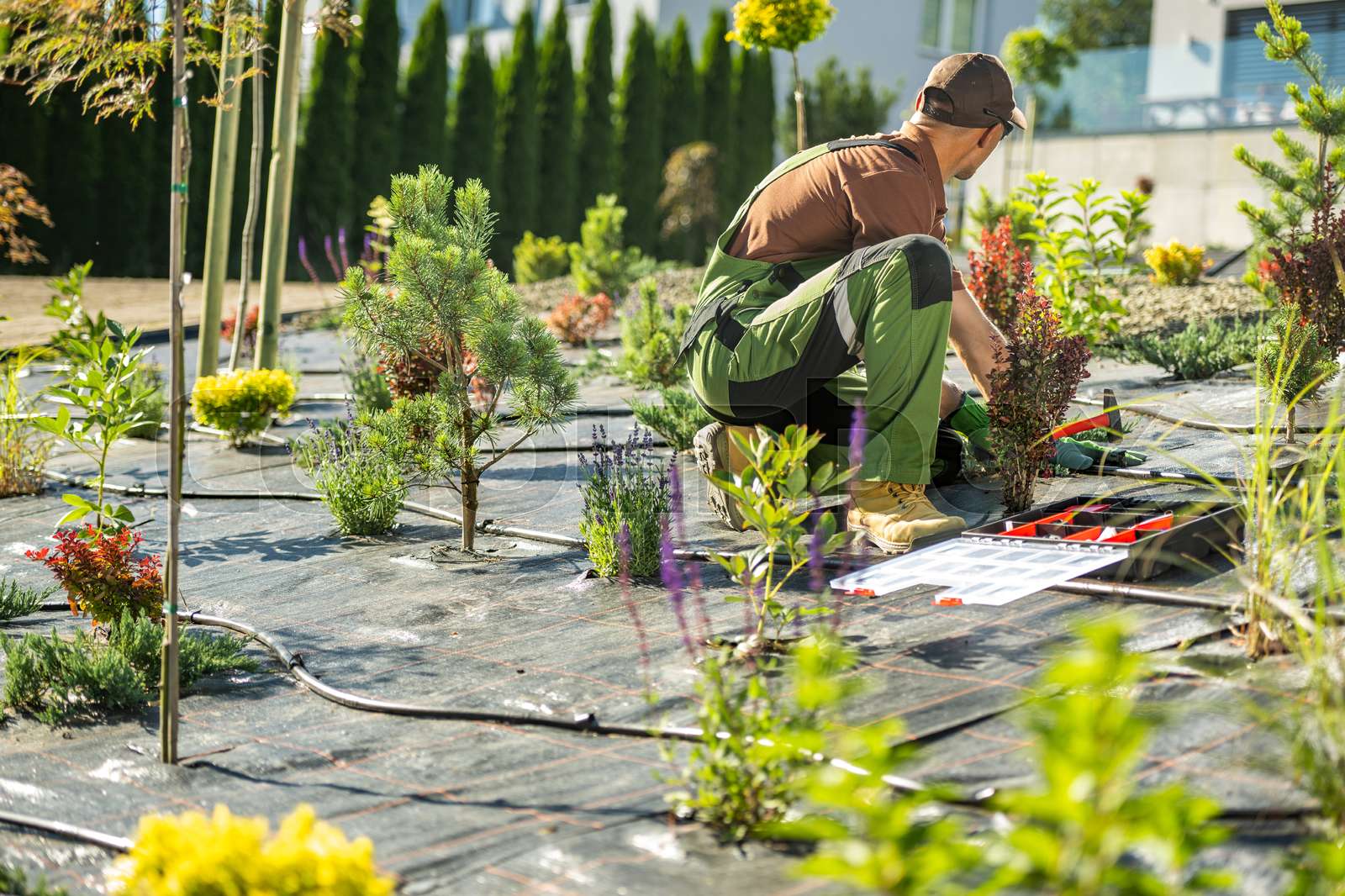 Backyard Garden Drip Irrigation System Installed by Gardener Stock
