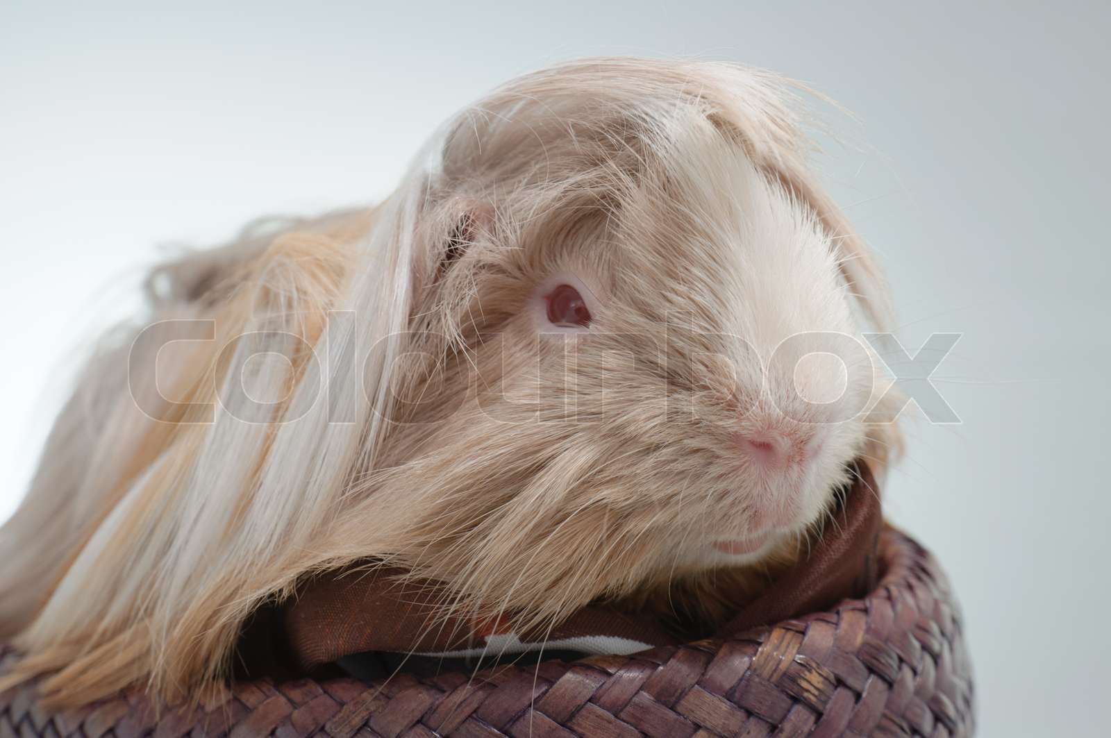 long haired guinea pig | Stock image | Colourbox