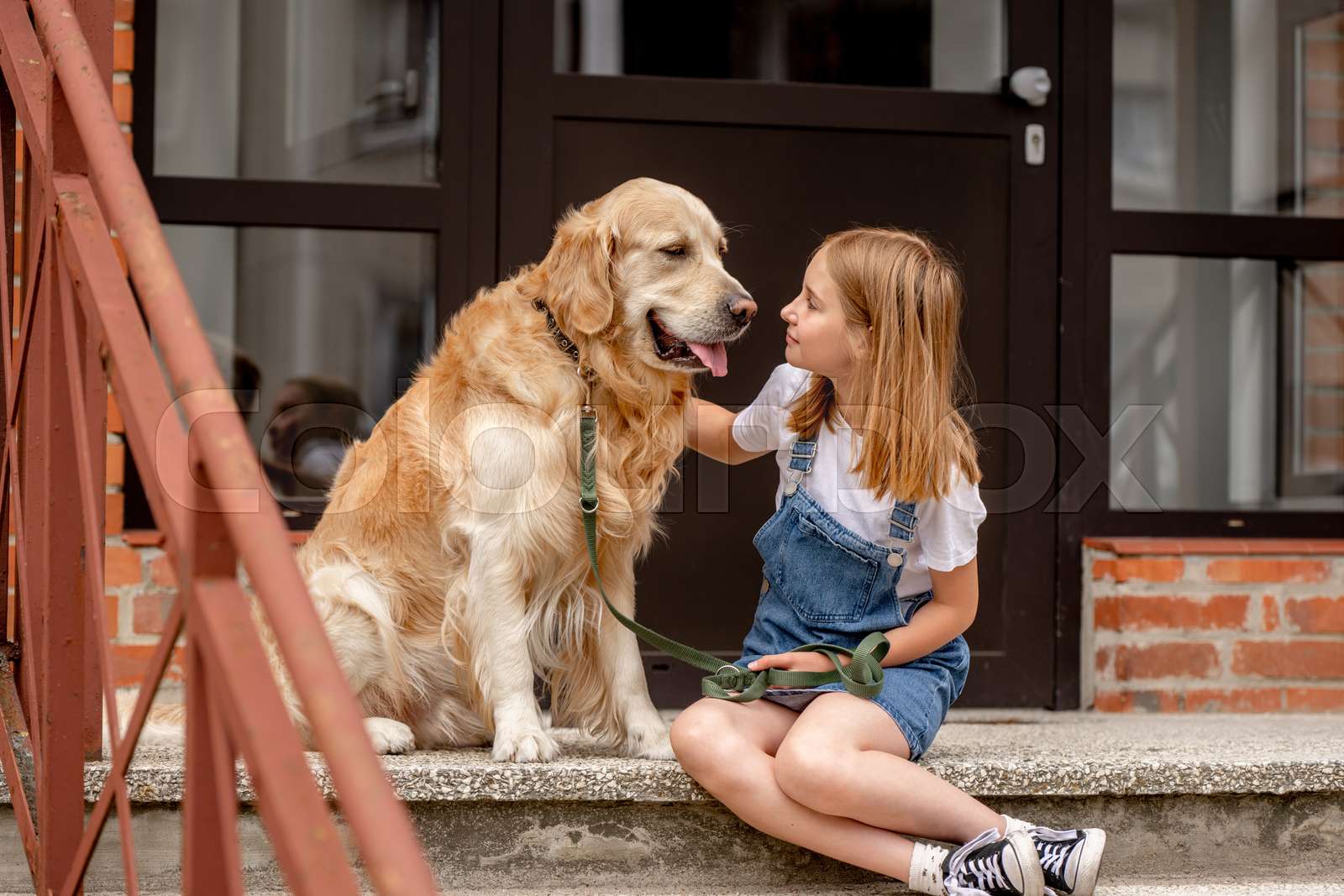 Preteen girl with golden retriever dog Stock image Colourbox