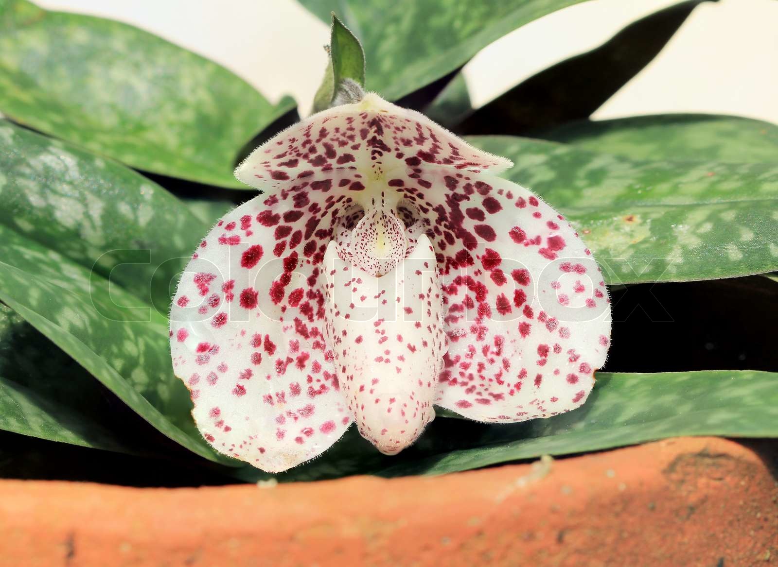 Paphiopedilum bellatulum Stock Bild Colourbox