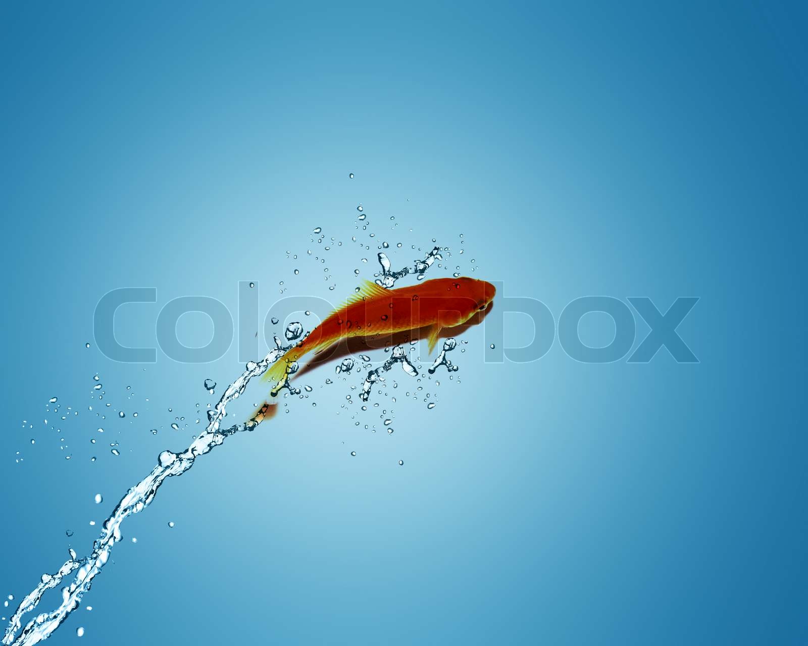 Goldene Fische springen aus dem Wasser Stock Bild Colourbox