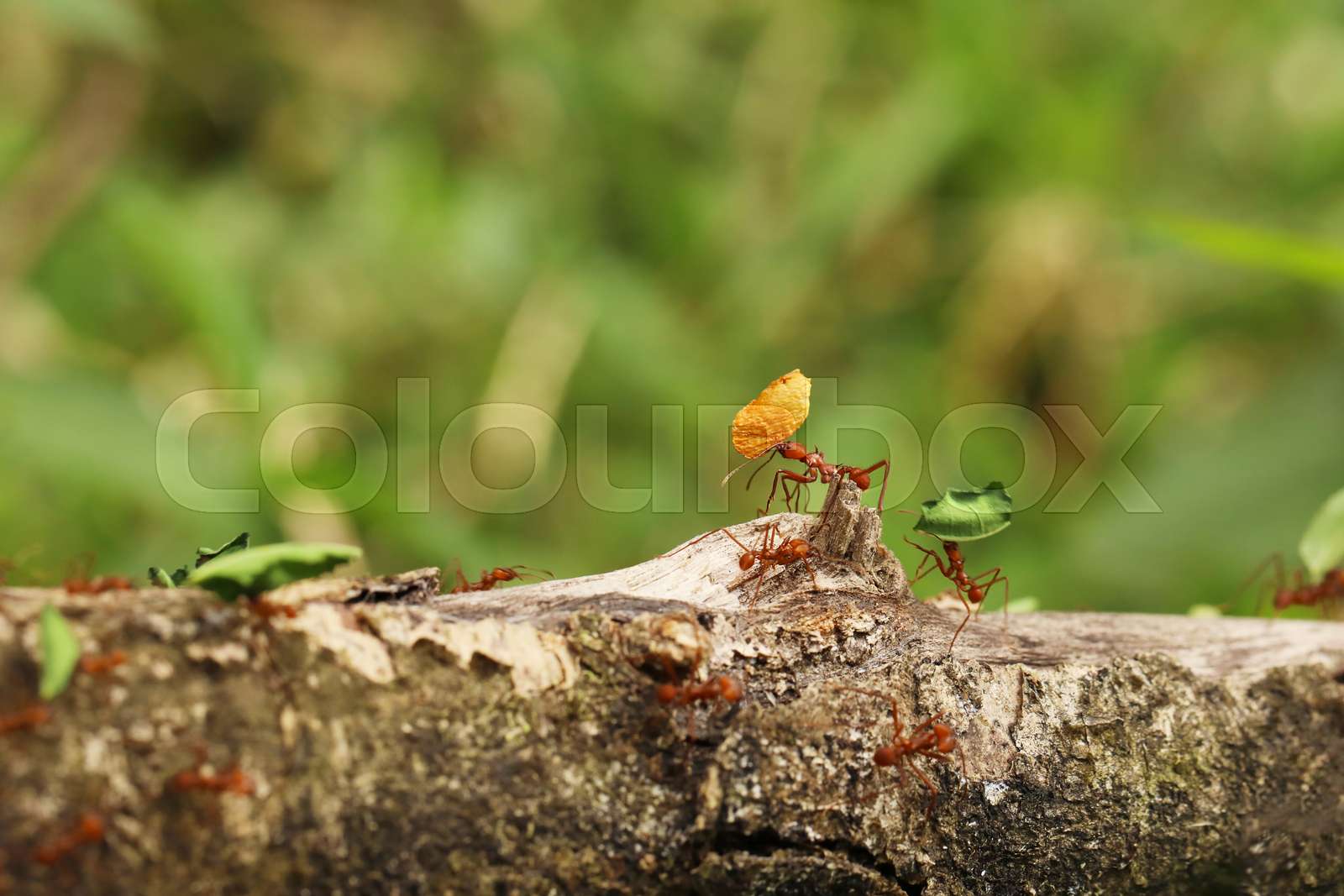 makro, ameise, regenwald | Stock Bild | Colourbox