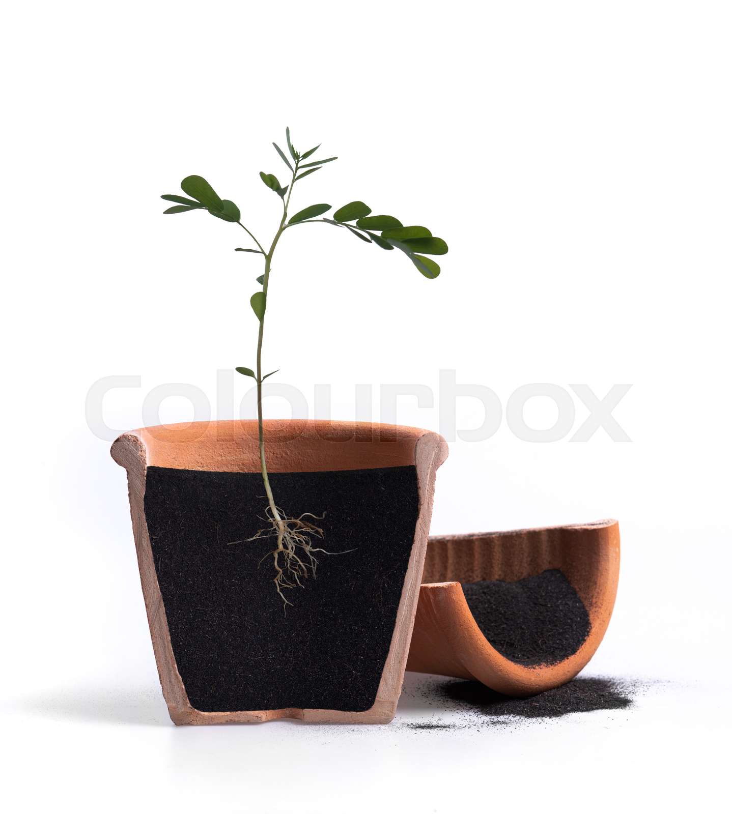 Discover The Delicious, Hidden Greens Growing Underground! - zx6iu6l