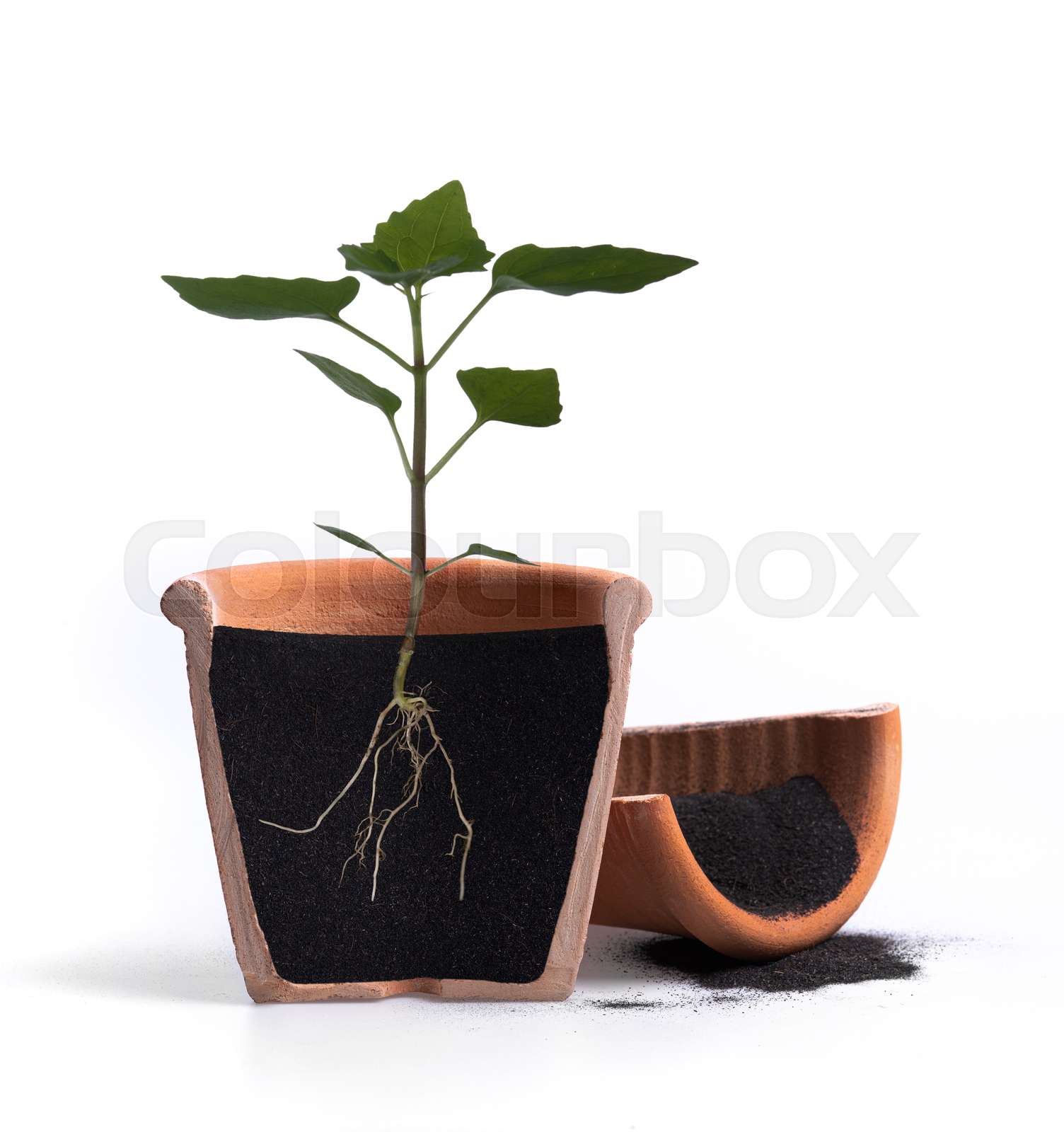 Discover The Delicious, Hidden Greens Growing Underground! - wlqej9z