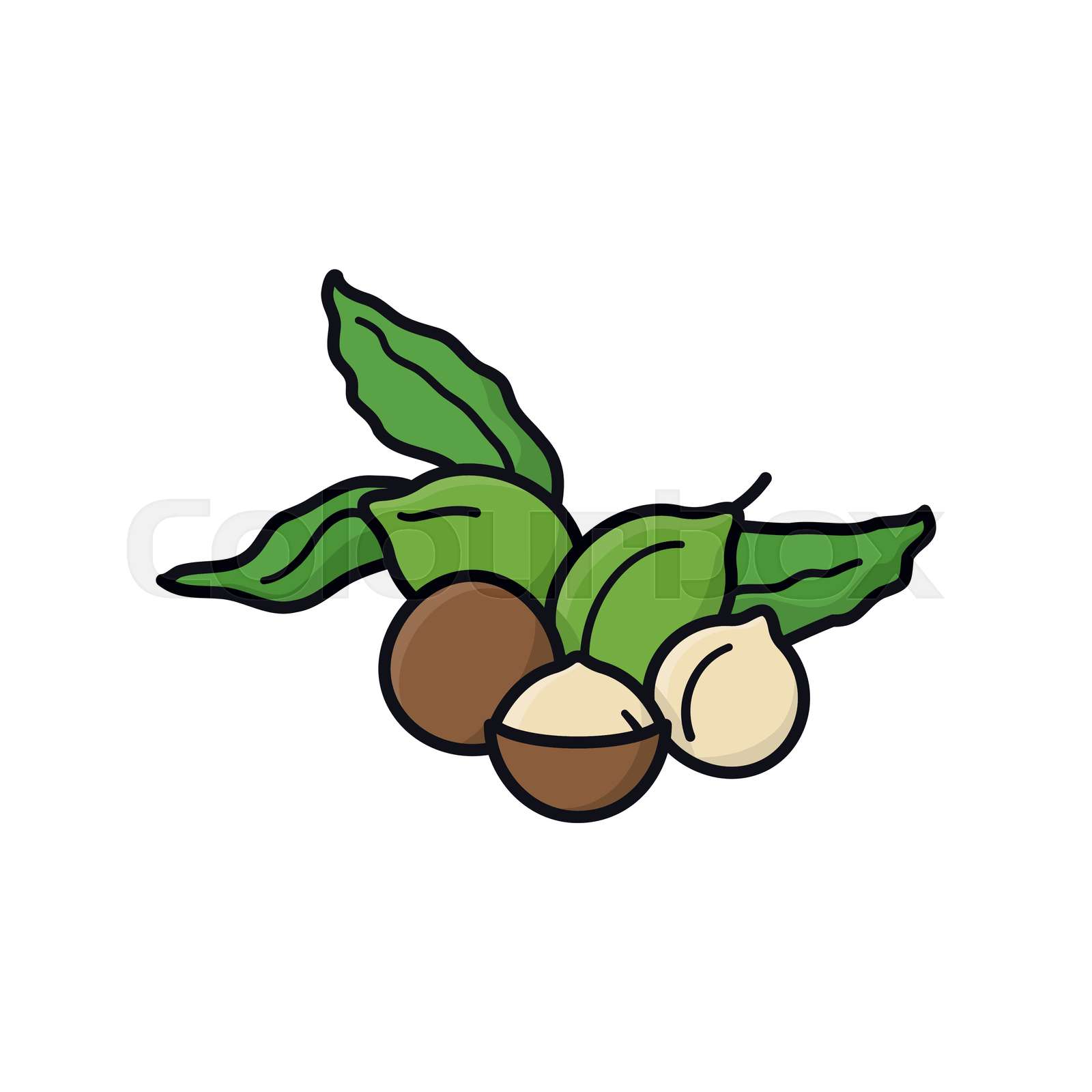 Macadamia Nuts: Oxalate Risks Vs. Nutritional Benefits - 3dzccoj