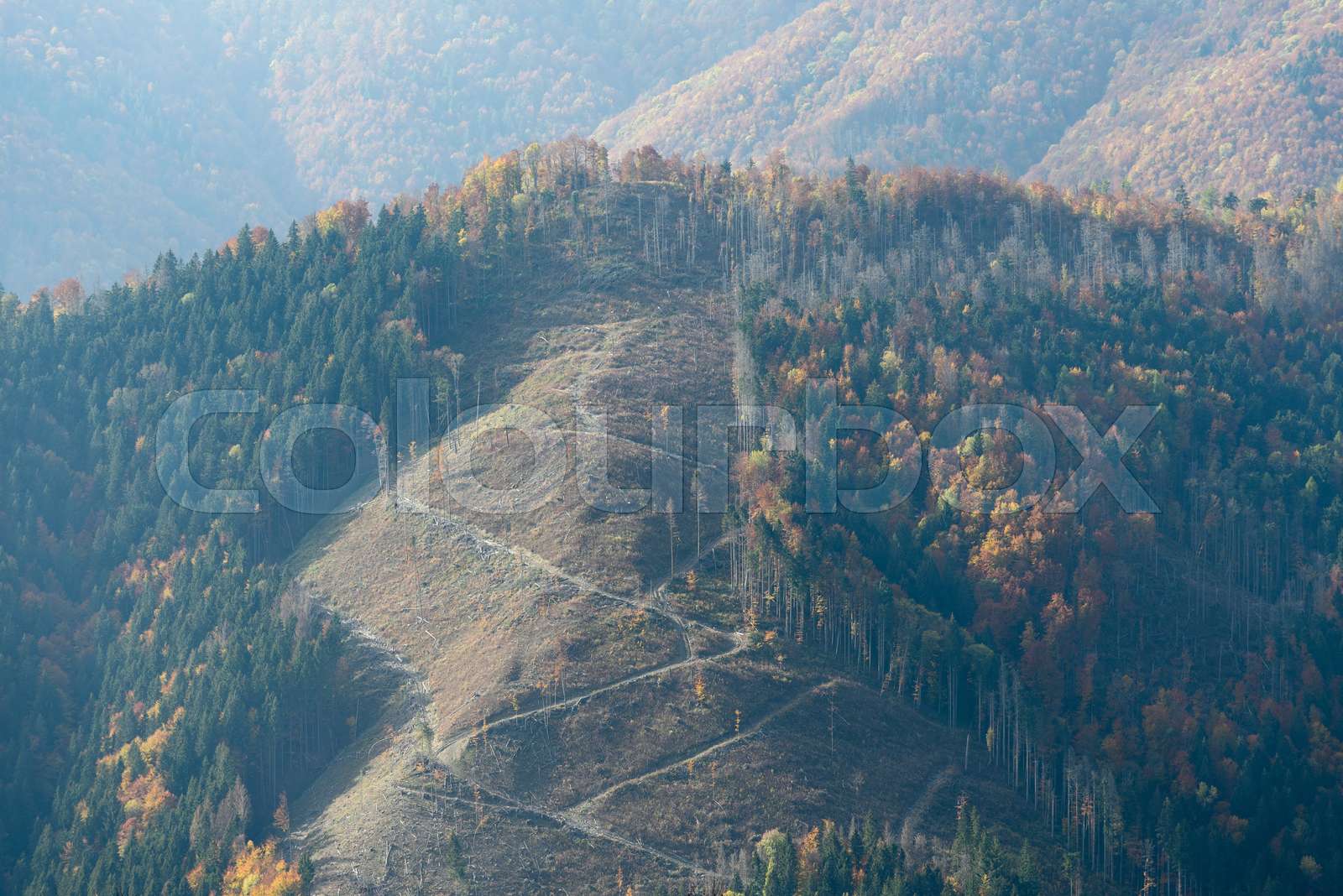 Deforestation at the logging site | Stock image | Colourbox