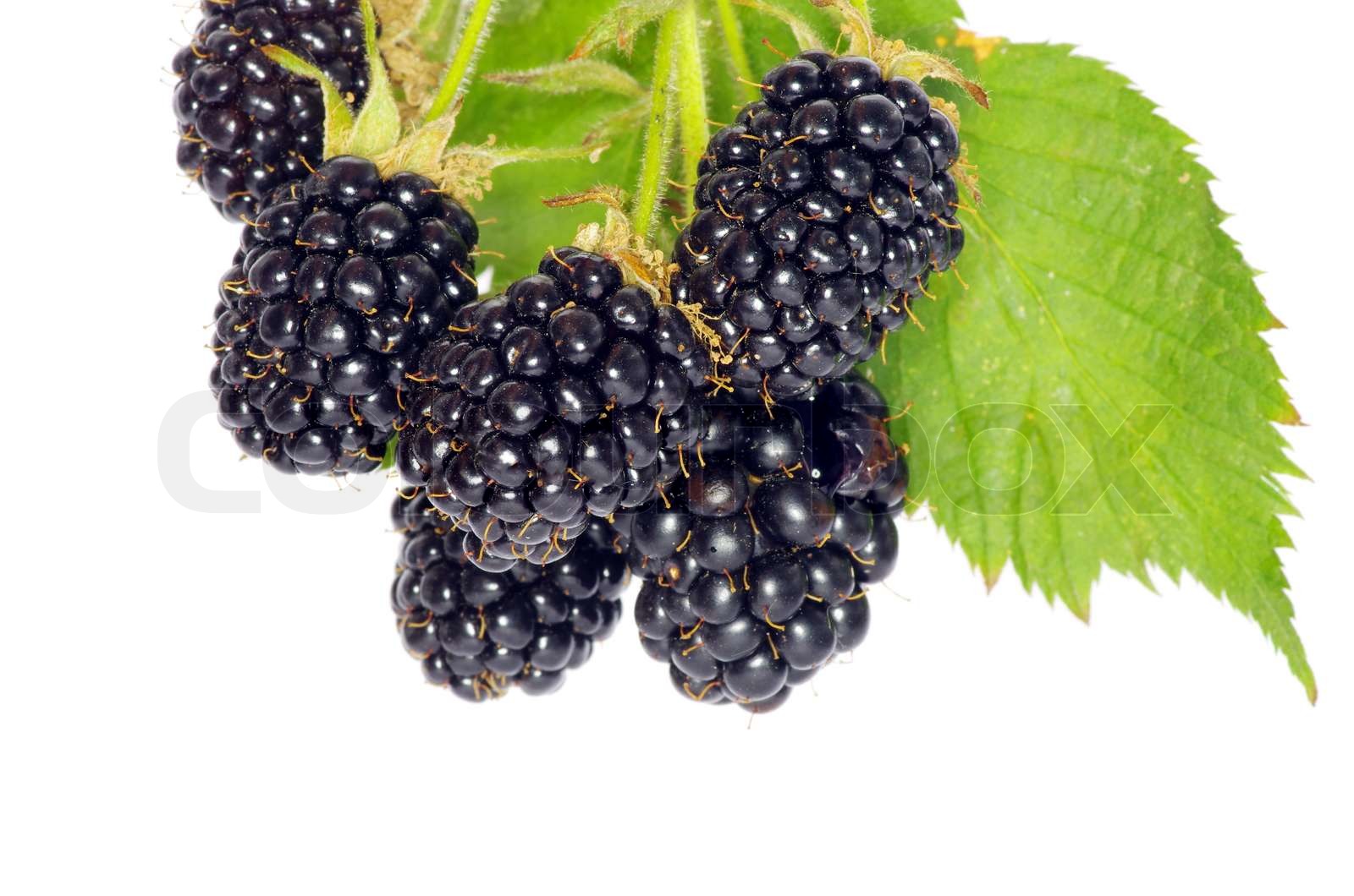 Brombeere Krankheiten Bilder