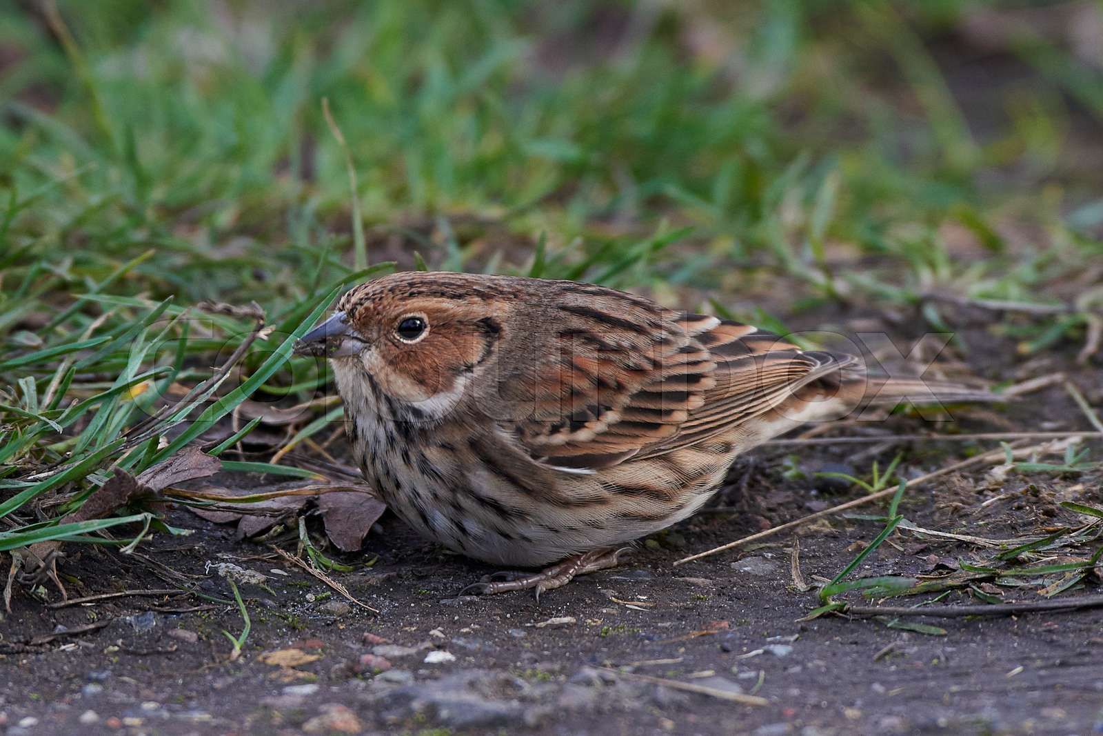 Little bunting (Emberiza pusilla) Stock image Colourbox