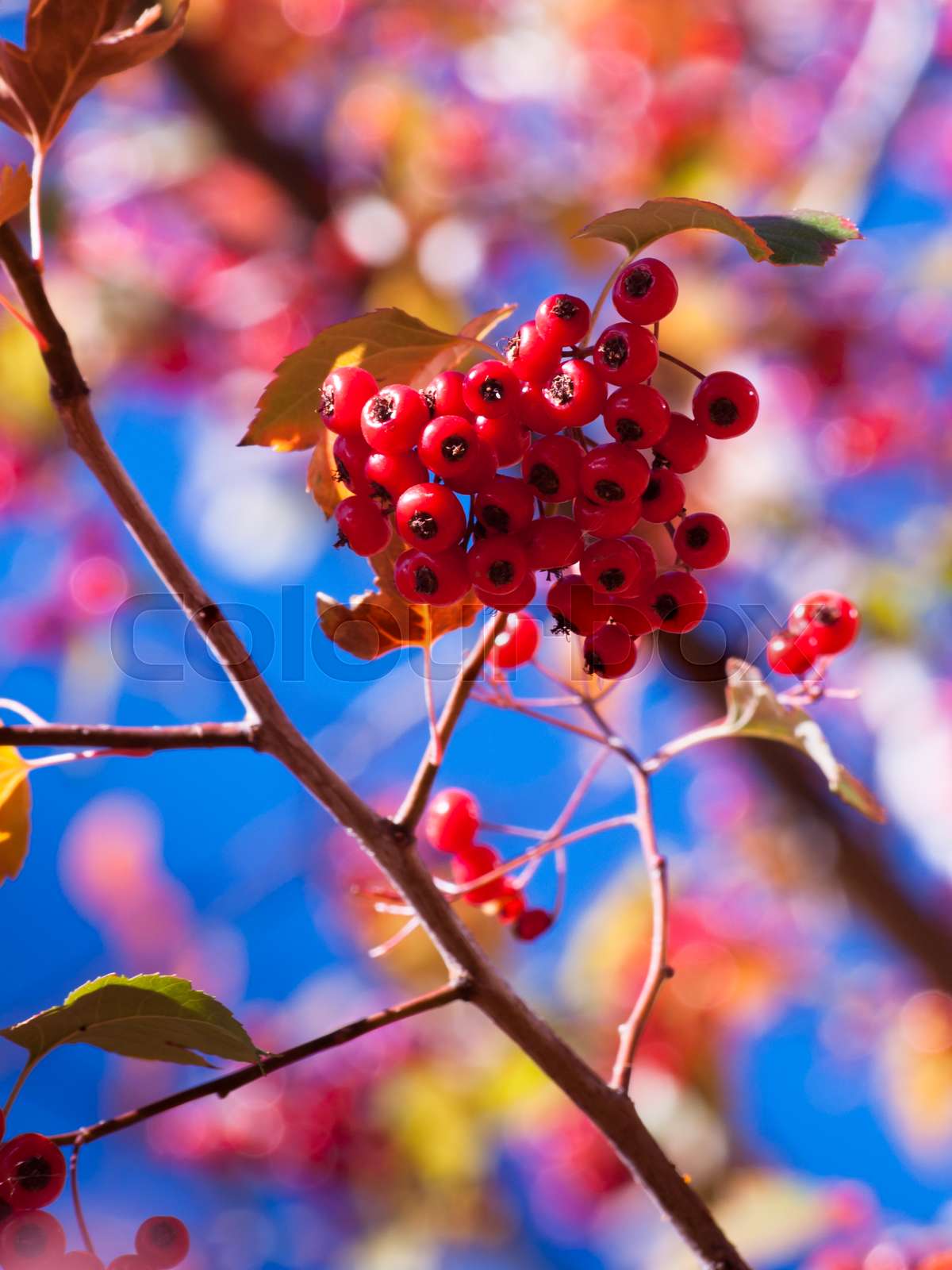 Red berries Stock image Colourbox