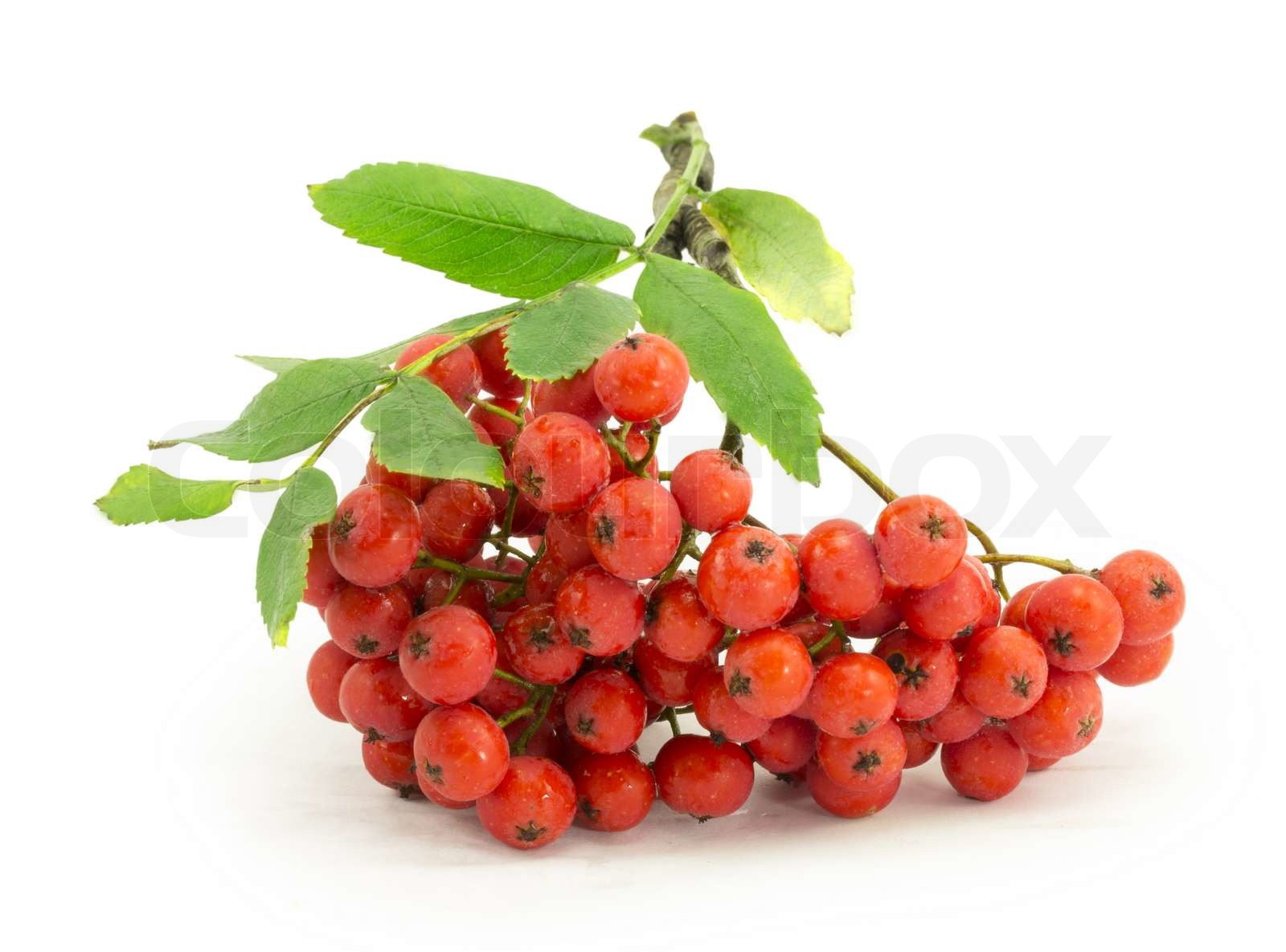 røn , rønnebær , røn - træ , sorb , vilde aske , Viburnum , guelder ...