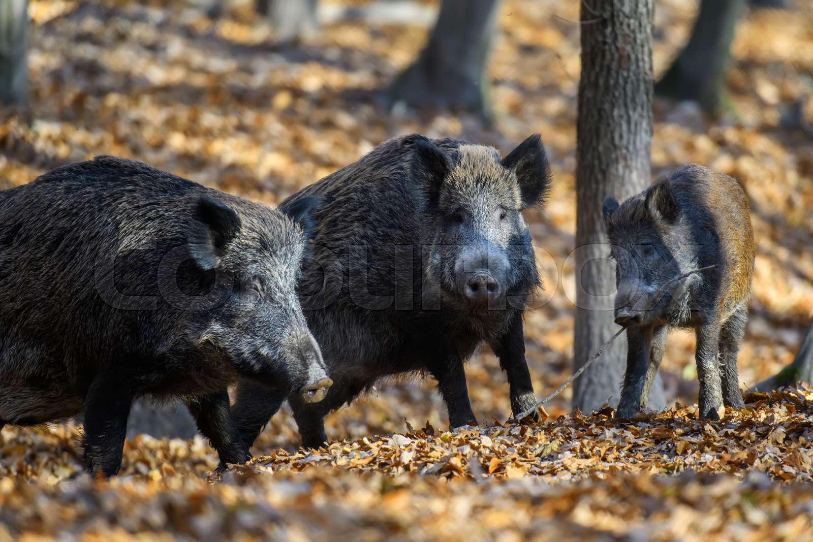eber, kopf, tier Stock Bild Colourbox