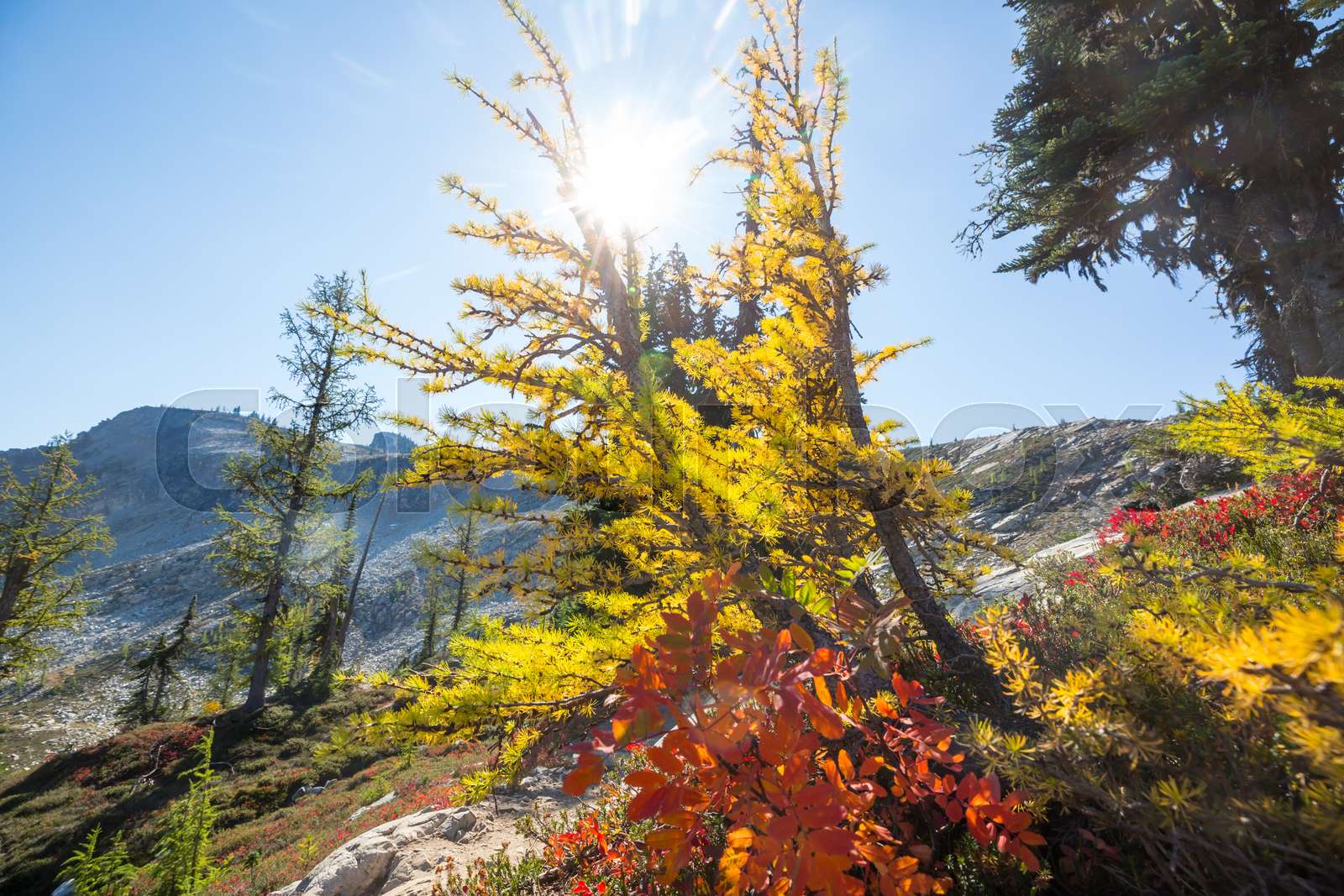 Larch | Stock image | Colourbox