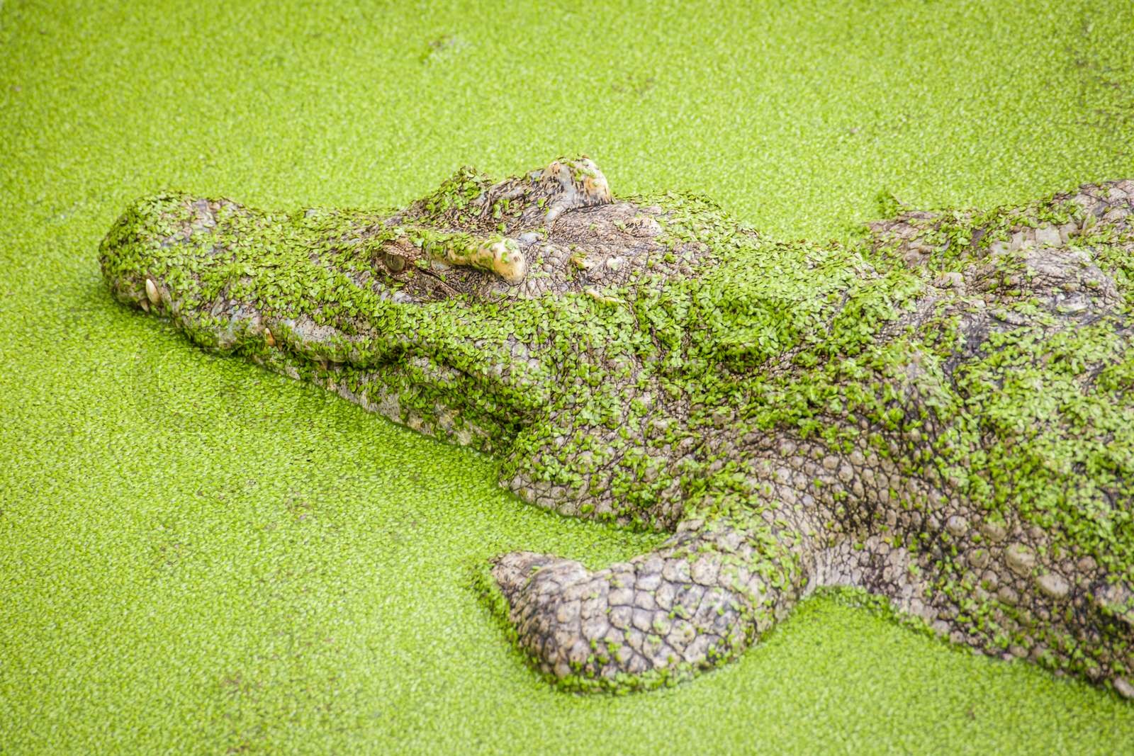 Krokodil im grünen Teich Stock Bild Colourbox