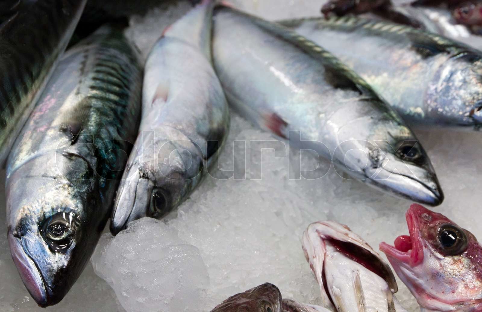 fish in ice Stock image Colourbox