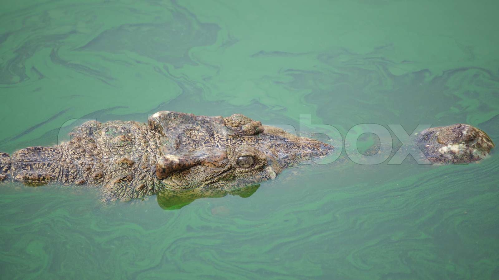 Krokodil im grünen Teich Stock Bild Colourbox