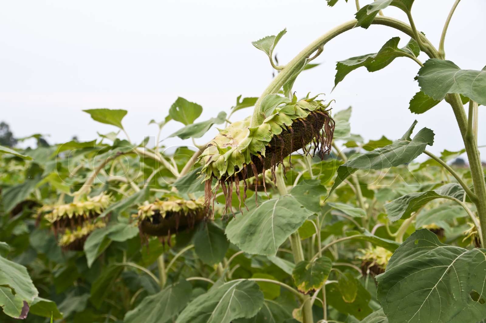 Sunflower wilt Stock image Colourbox