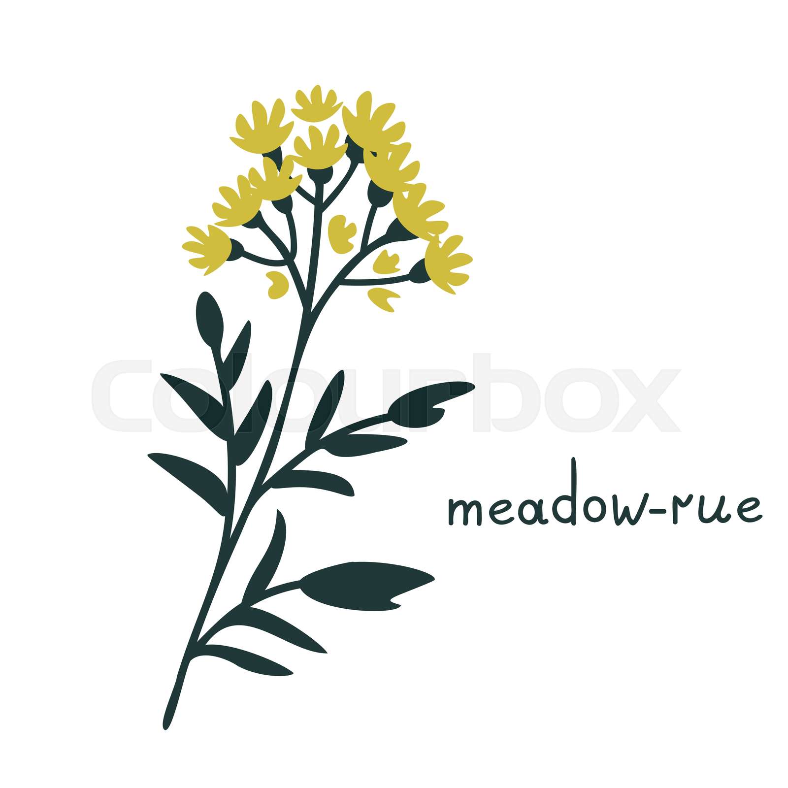 Meadowrue vector illustration Stock vector Colourbox