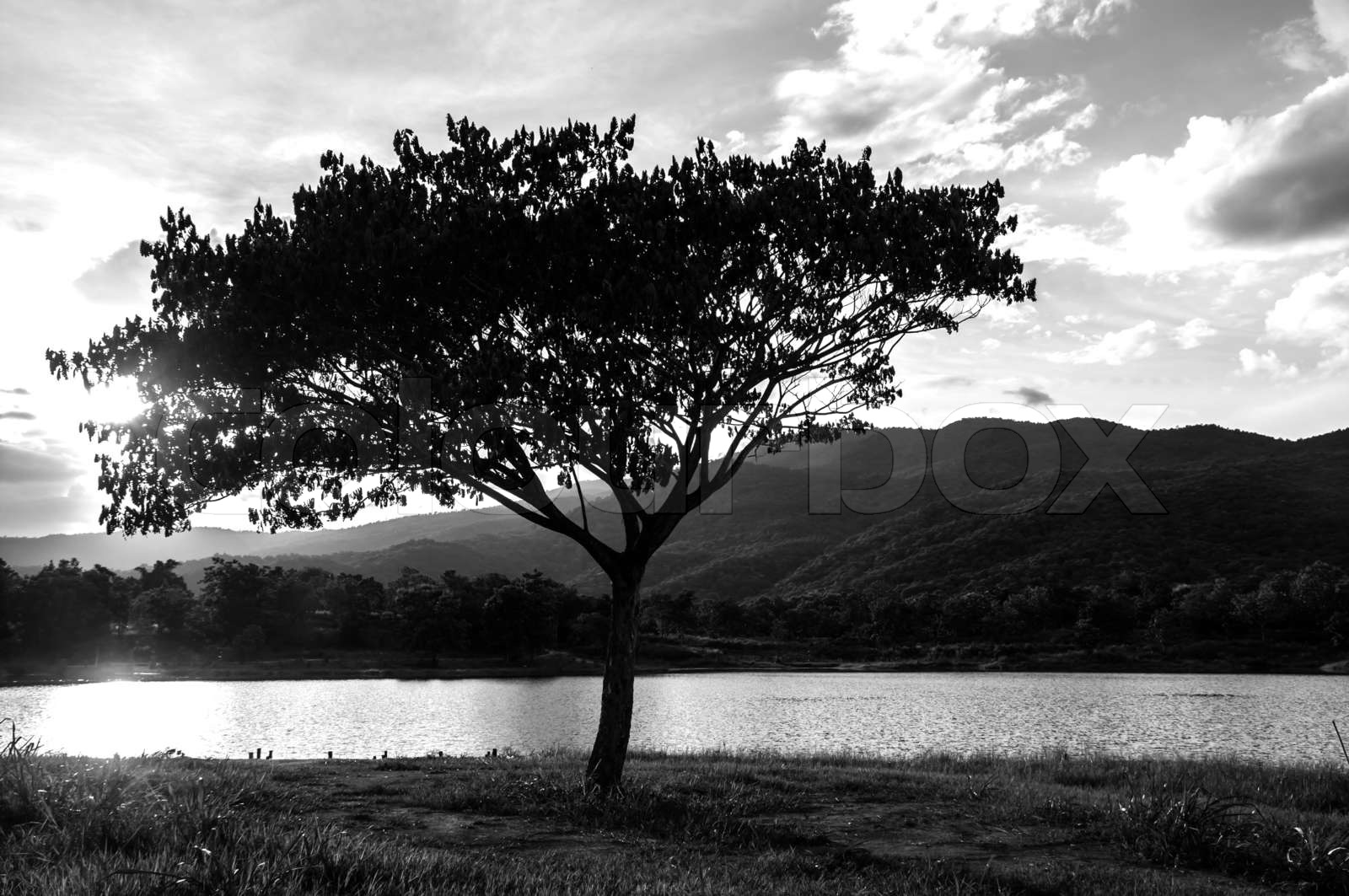 tree silhouette black and white landscape | Stock image | Colourbox