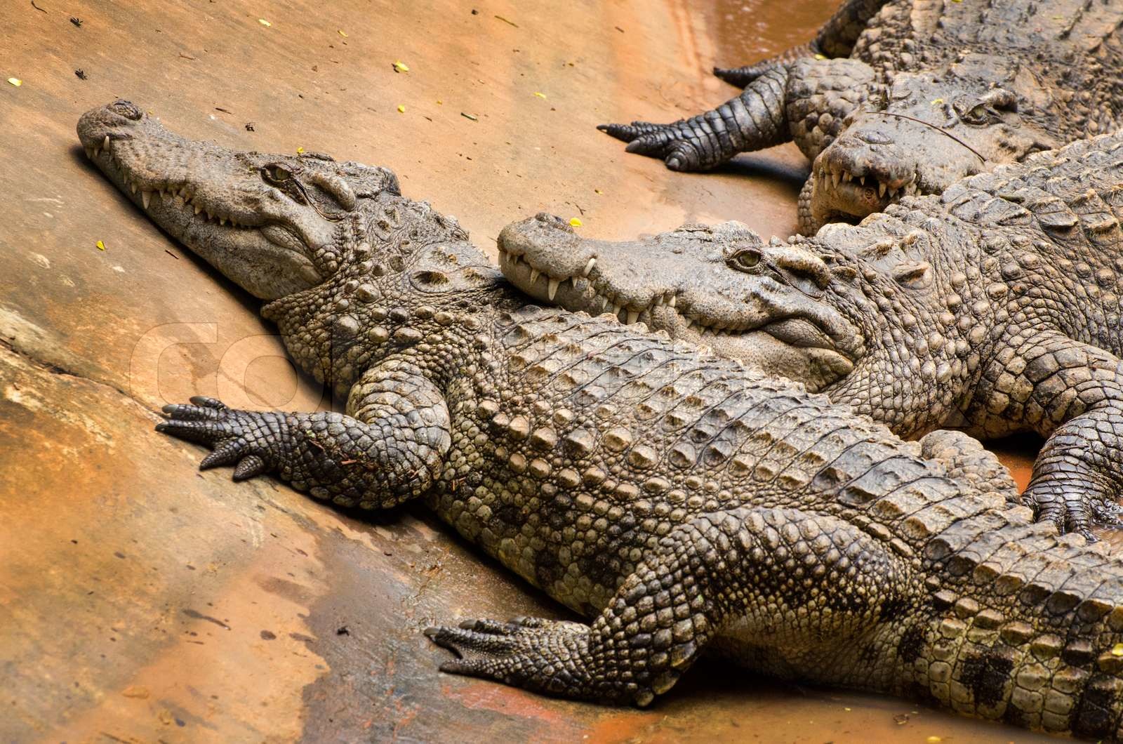 A group of crocodiles Stock image Colourbox