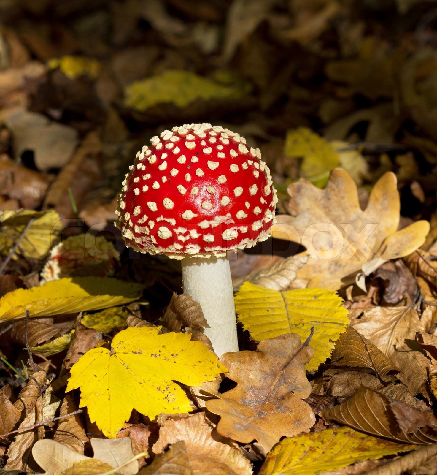 roter Pilz Stock Bild Colourbox