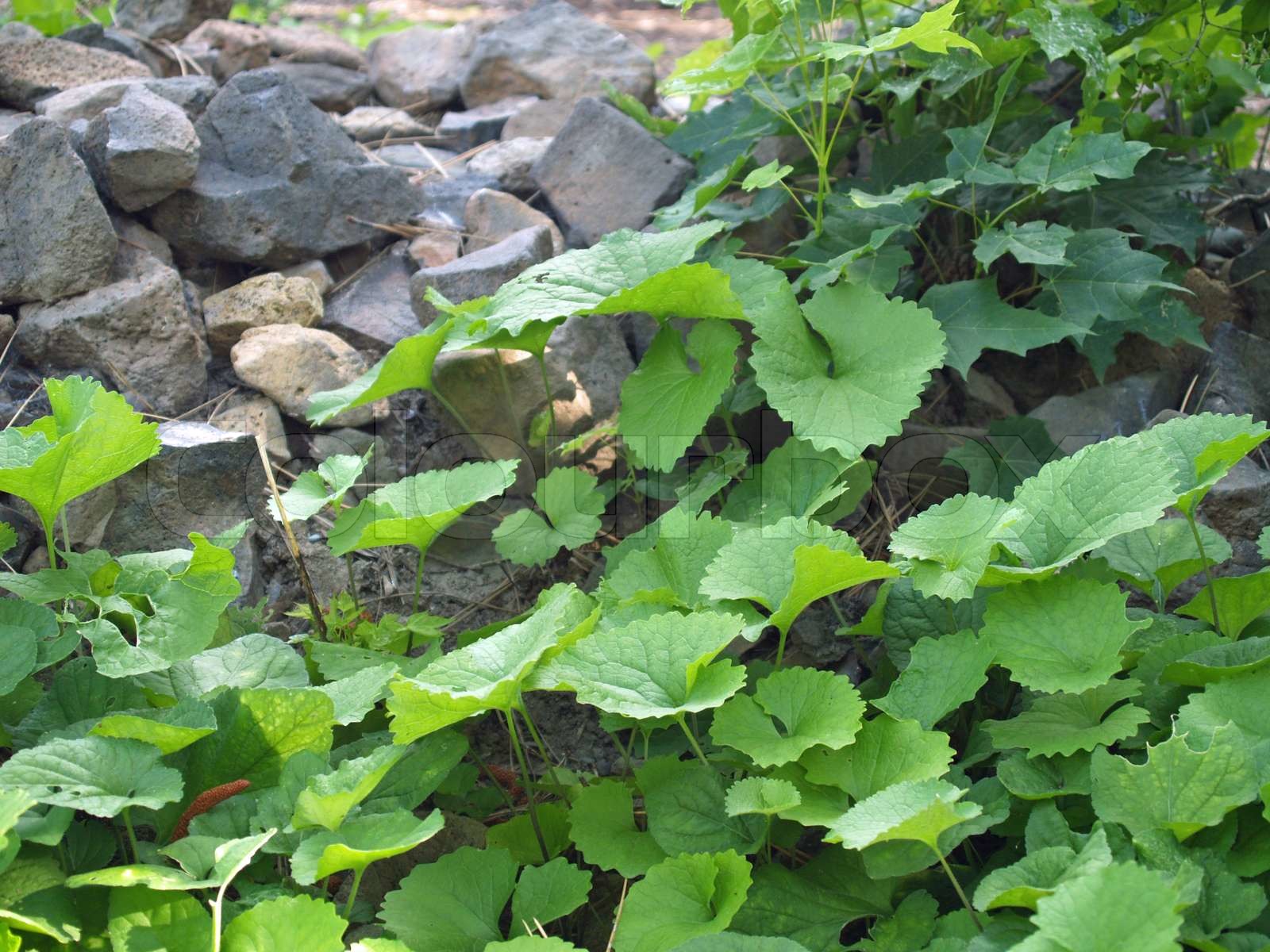 Forest ground cover rocks and leafy plants Stock image Colourbox