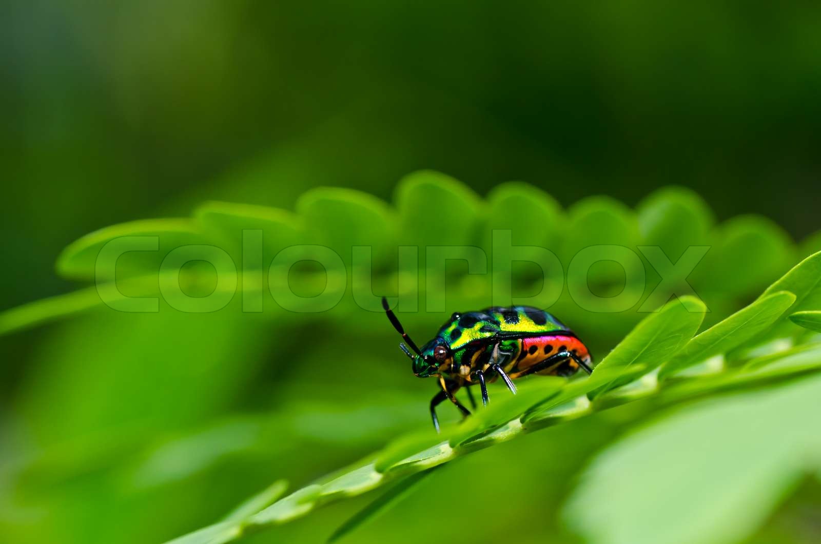 jewel beetle in green nature | Stock image | Colourbox
