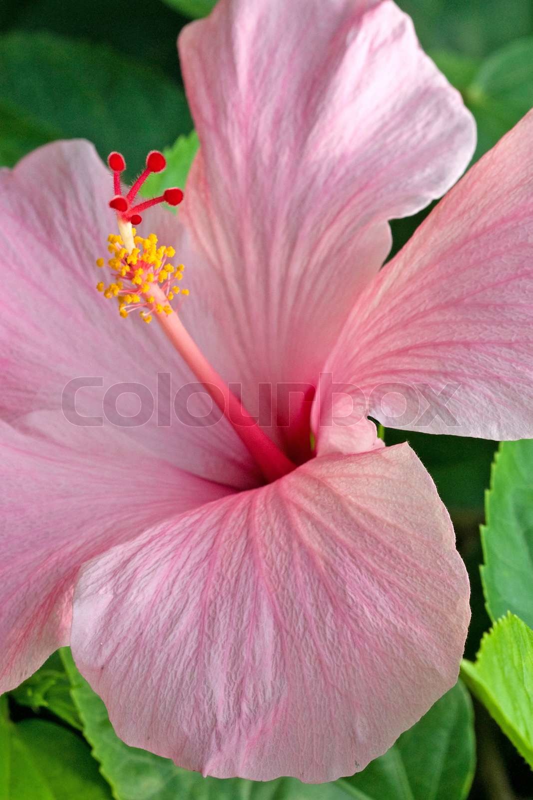 Pink Hibiscus | Stock image | Colourbox