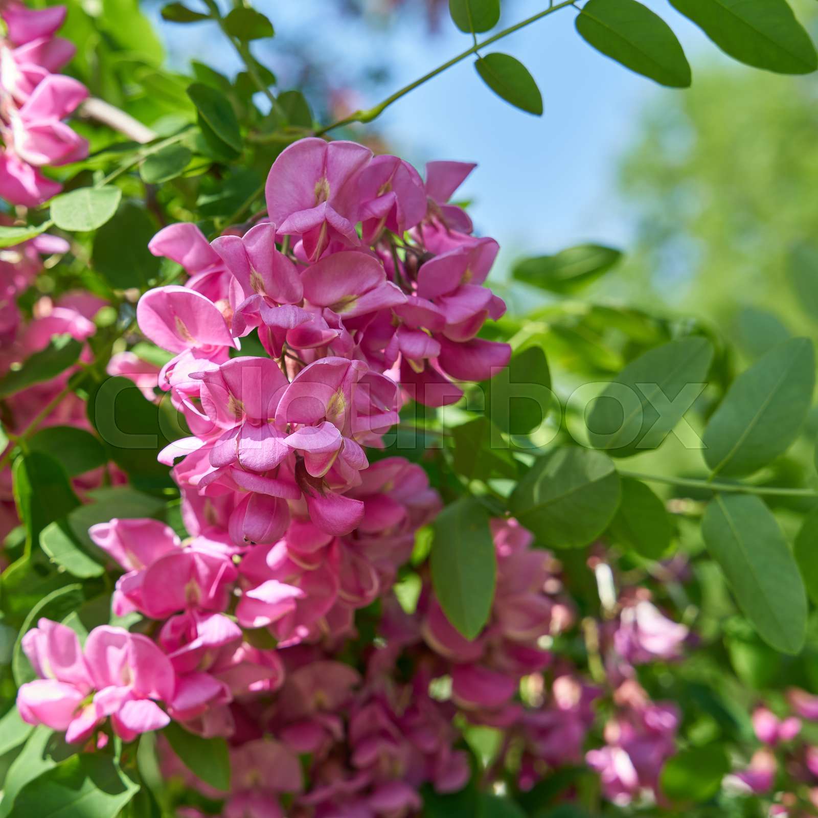 pink-flowering-robinia-robinia-margaretta-casque-rouge-in-a-public-park