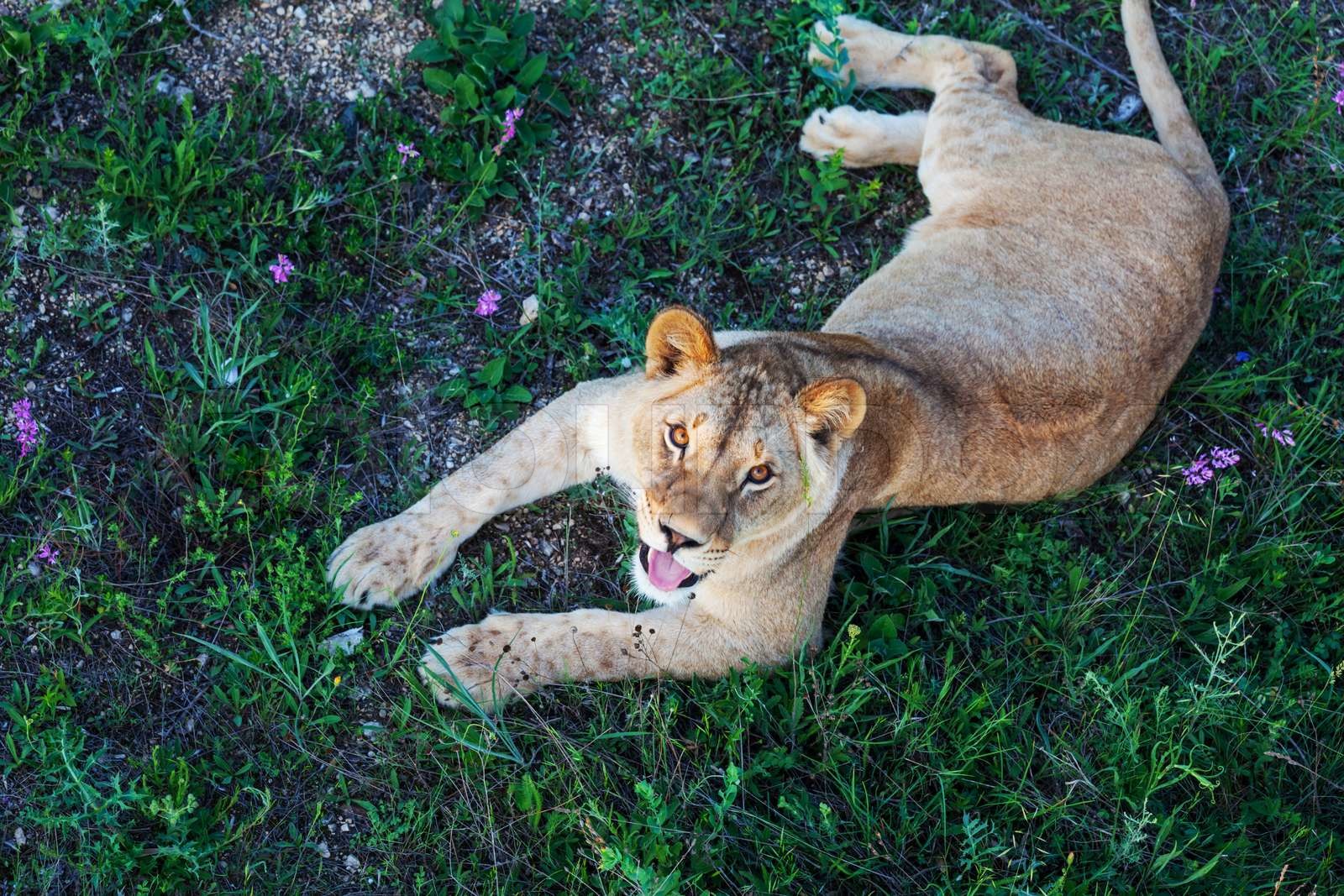 Why These Four Lion Stocks Went Backwards During The 2025 Tour Exclusive Report - wpapthf
