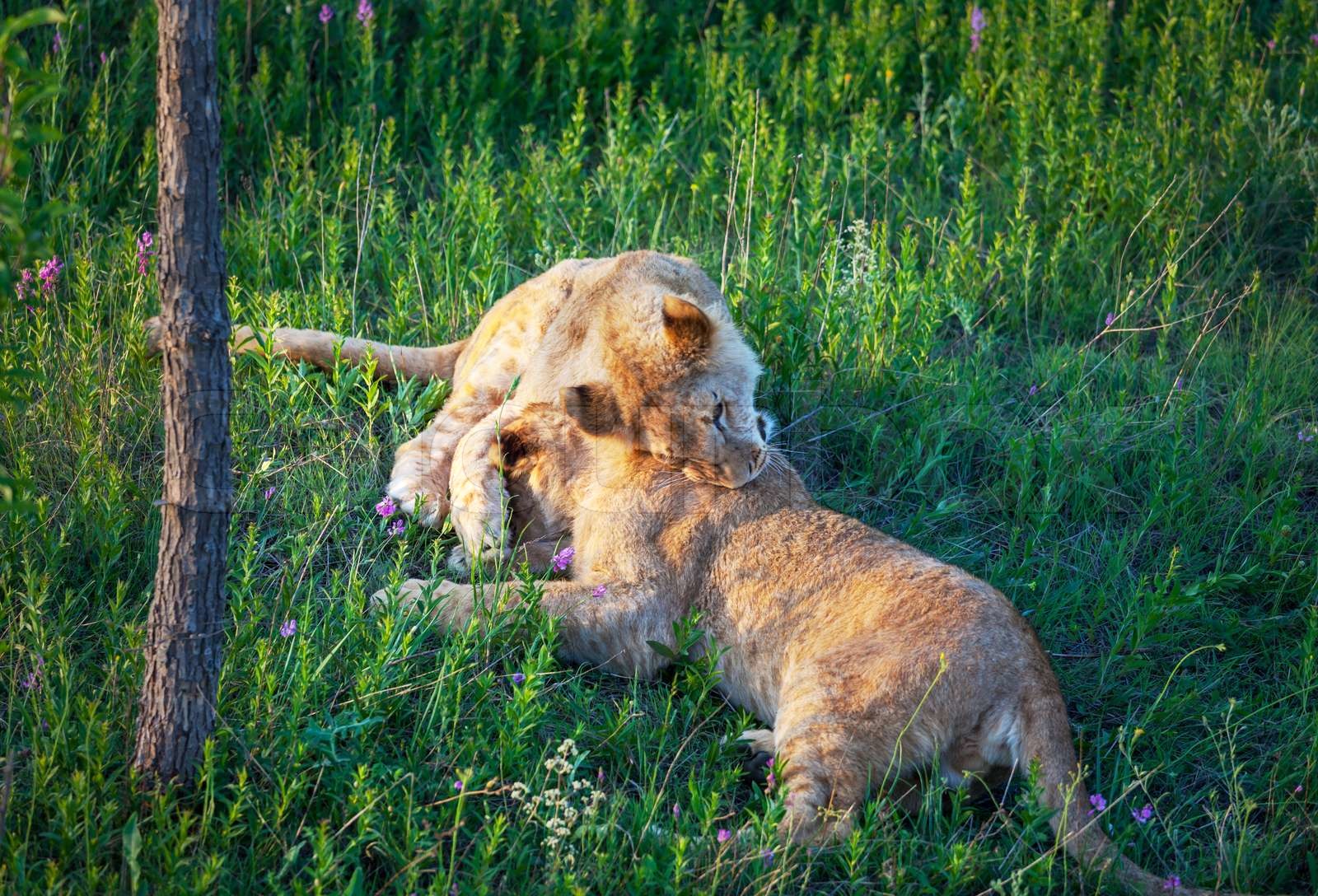 Why These Four Lion Stocks Went Backwards During The 2025 Tour Exclusive Report - m8mvo78