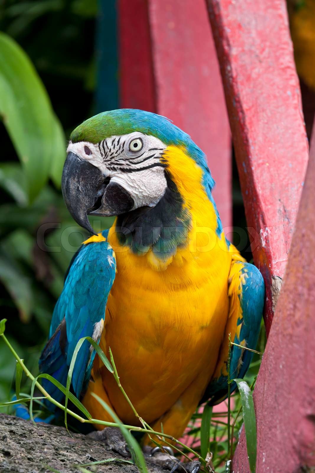 The Blueandyellow Macaw bird Stock image Colourbox