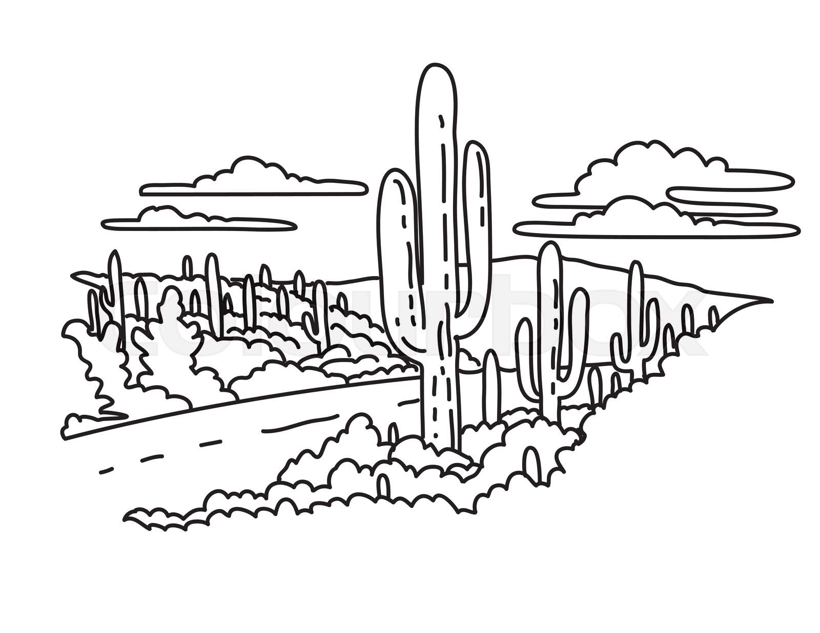 Cactus Forest Scenic Drive in Saguaro National Park Arizona Monoline