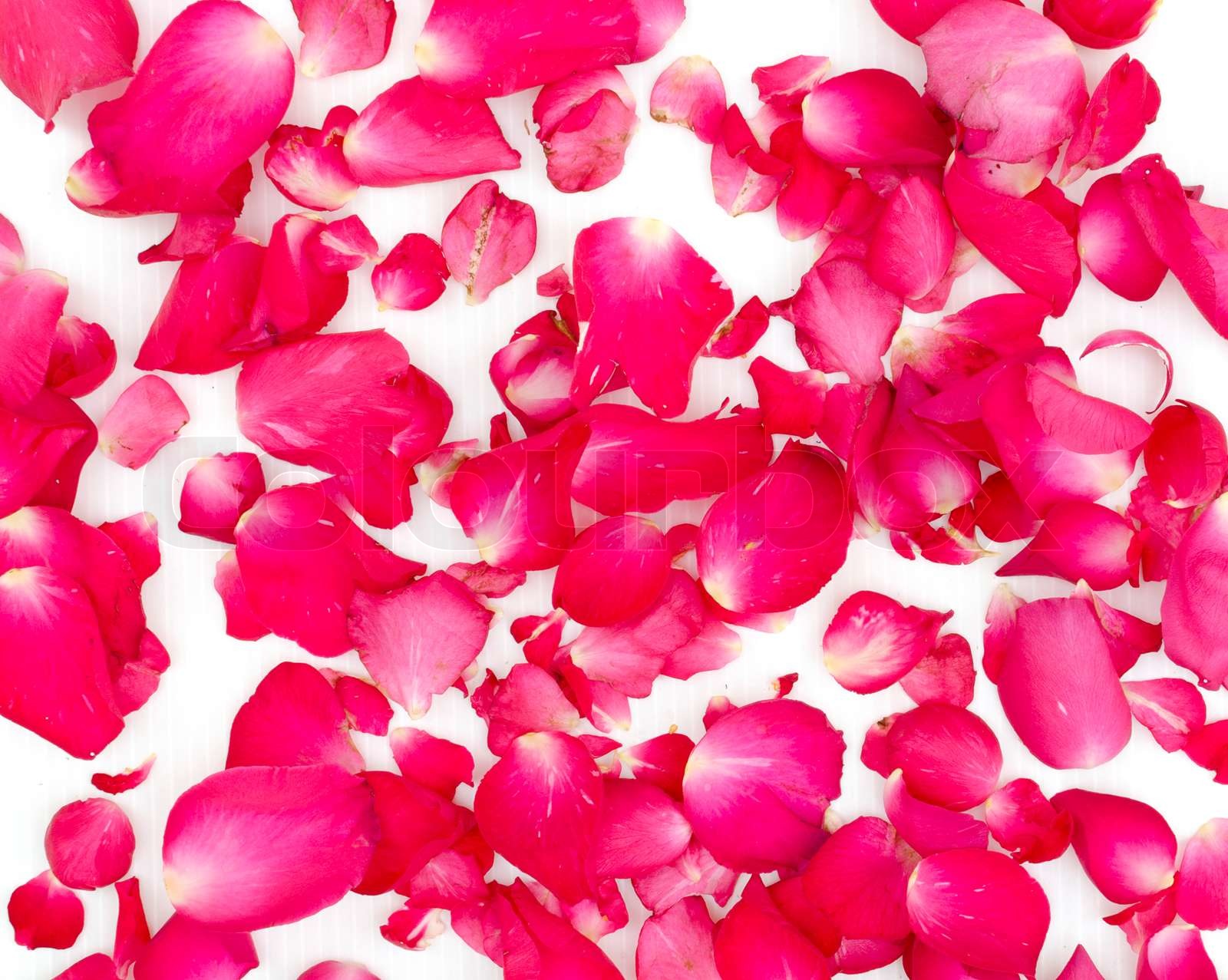 petal rose texture | Stock image | Colourbox